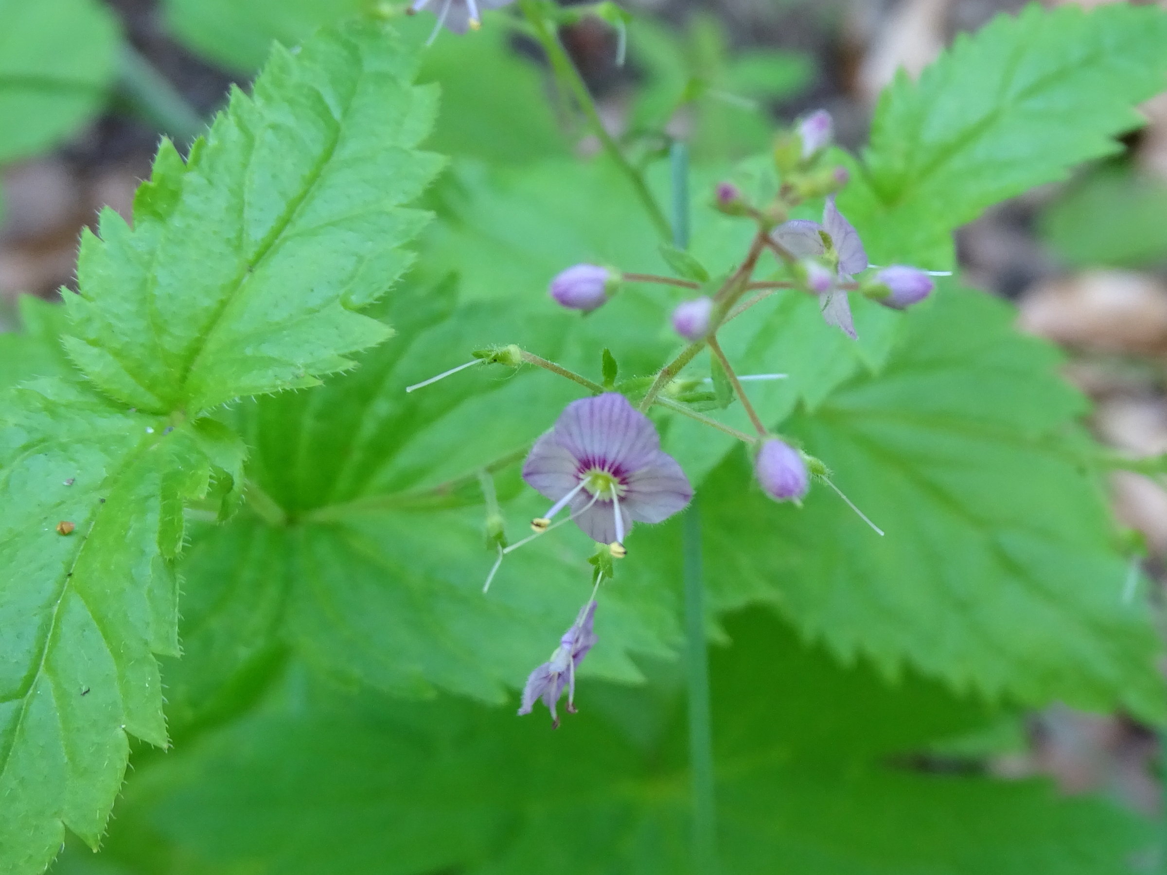 veronica_urticifolia3mv