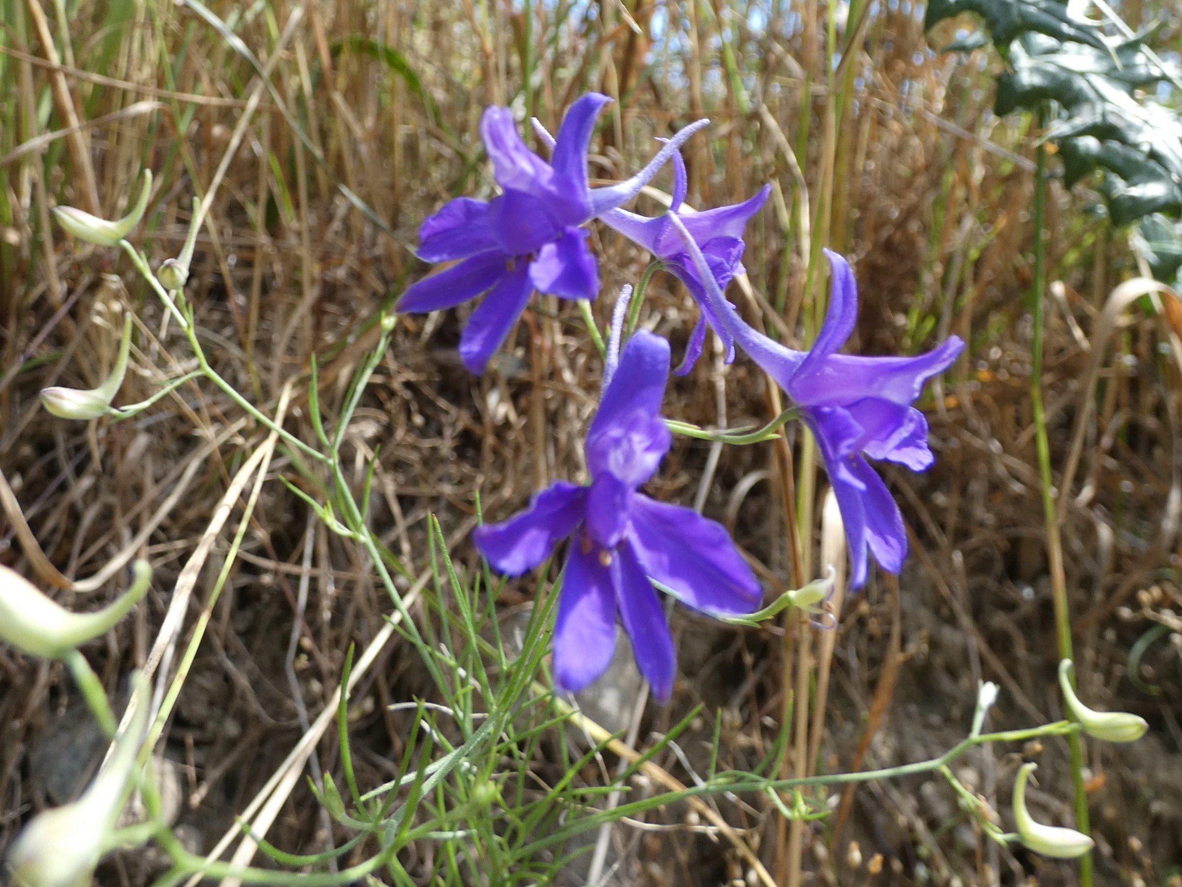 delphinium_consolida_consolida4gv