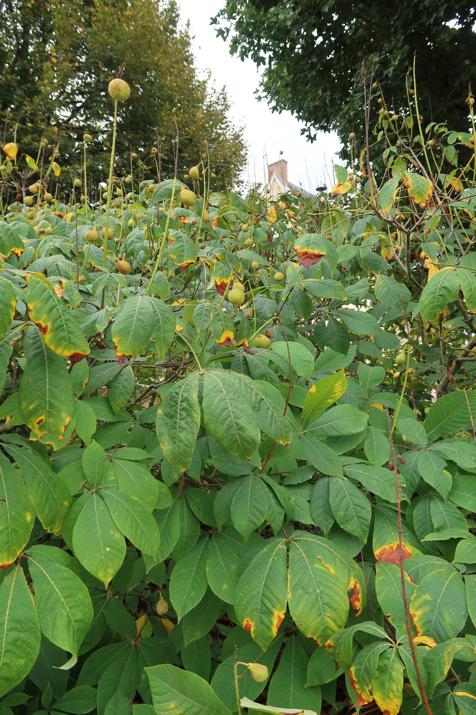 aesculus_parviflora1md