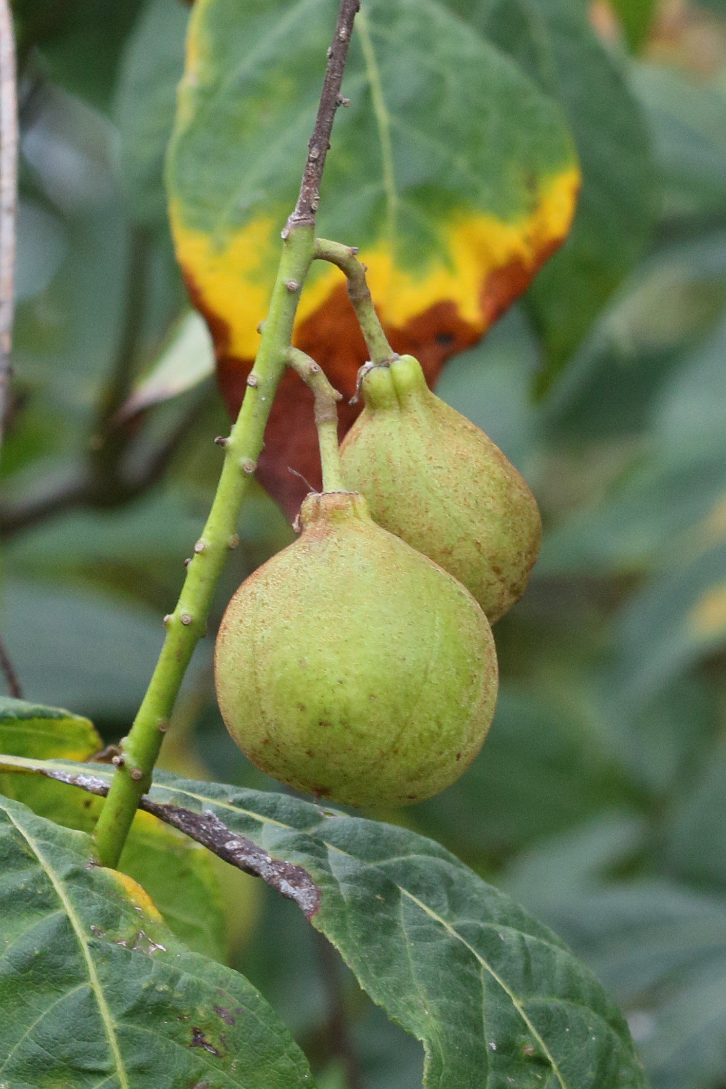 aesculus_parviflora2md