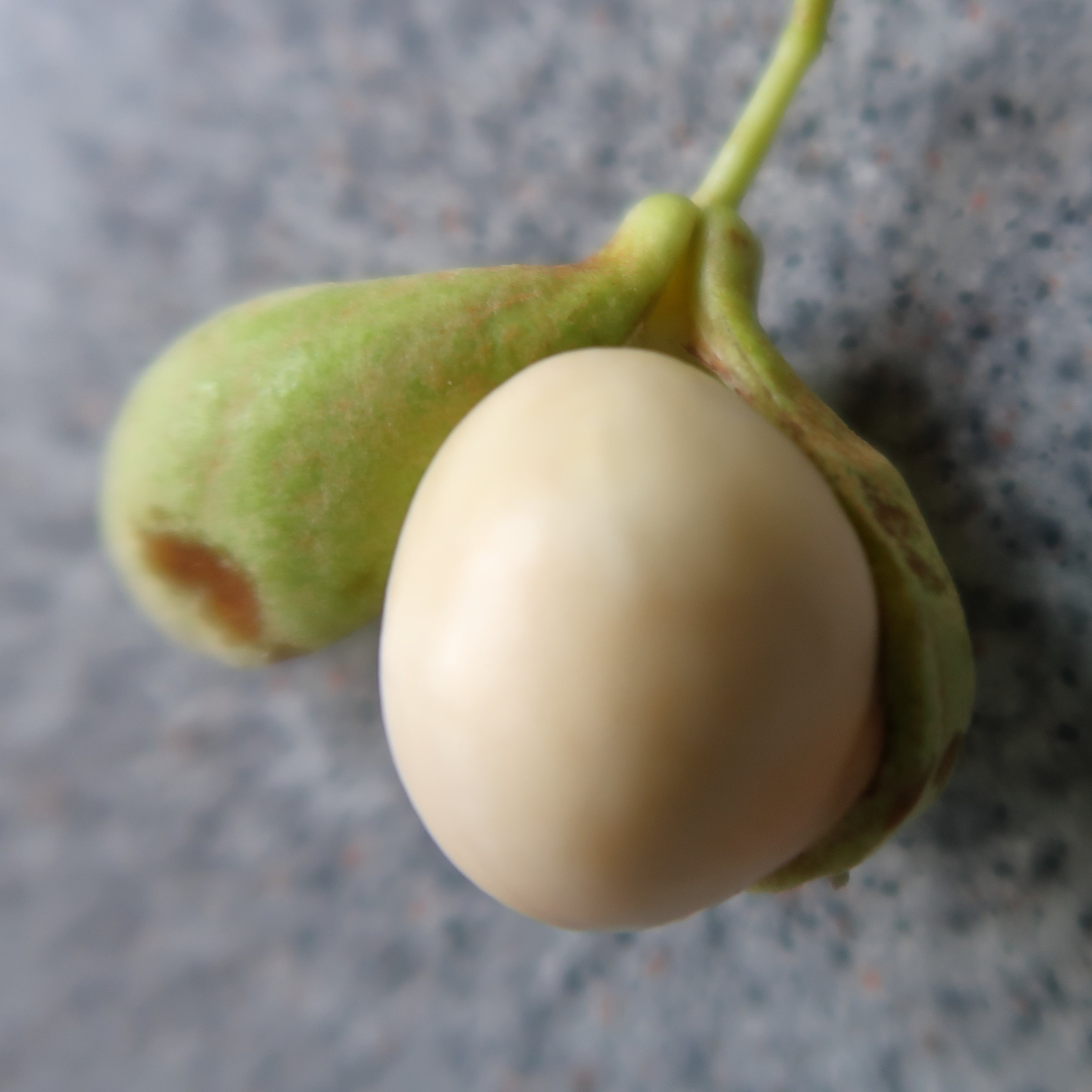 aesculus_parviflora3md