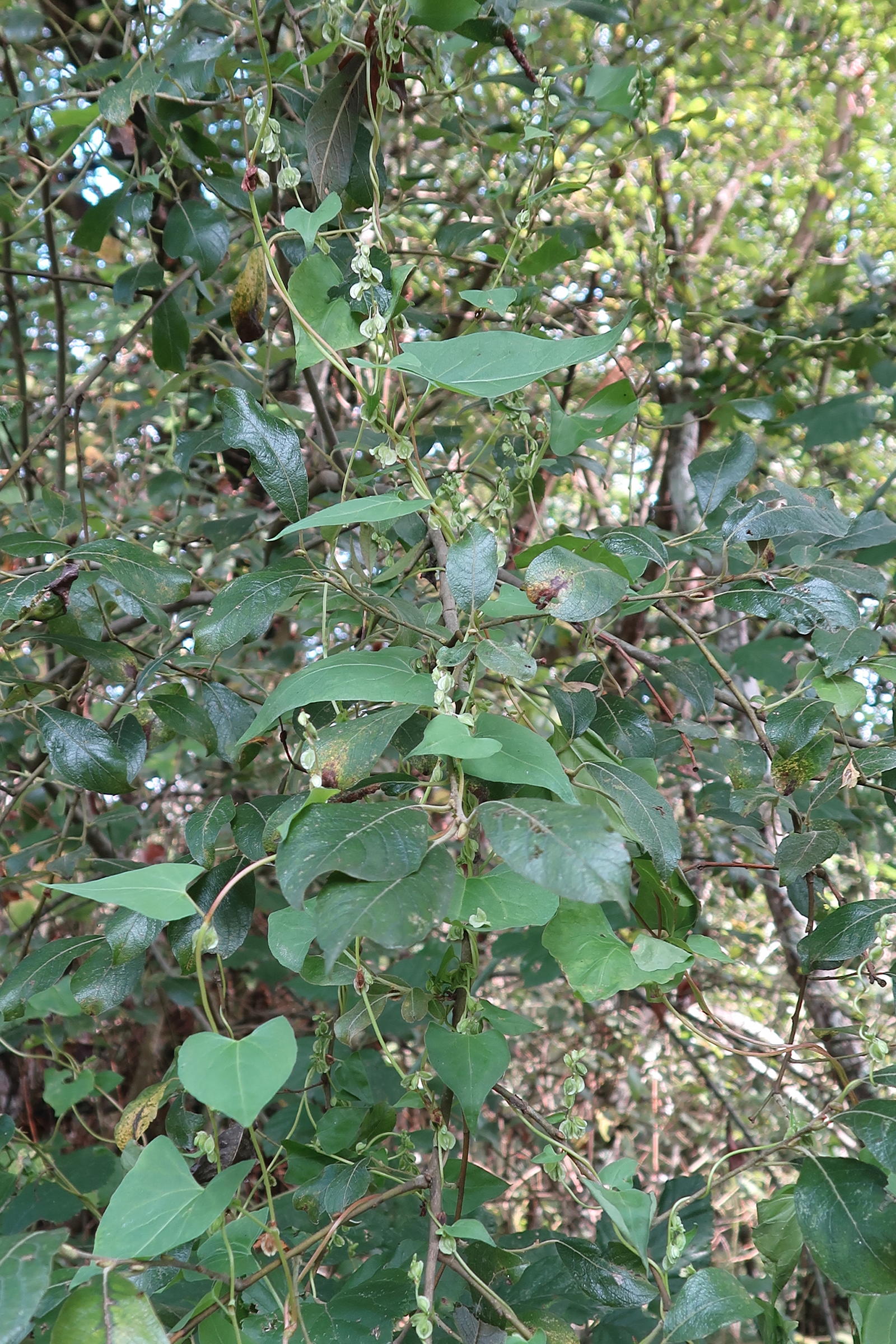 Afficher le média fallopia_convolvulus5md fallopia_convolvulus5md