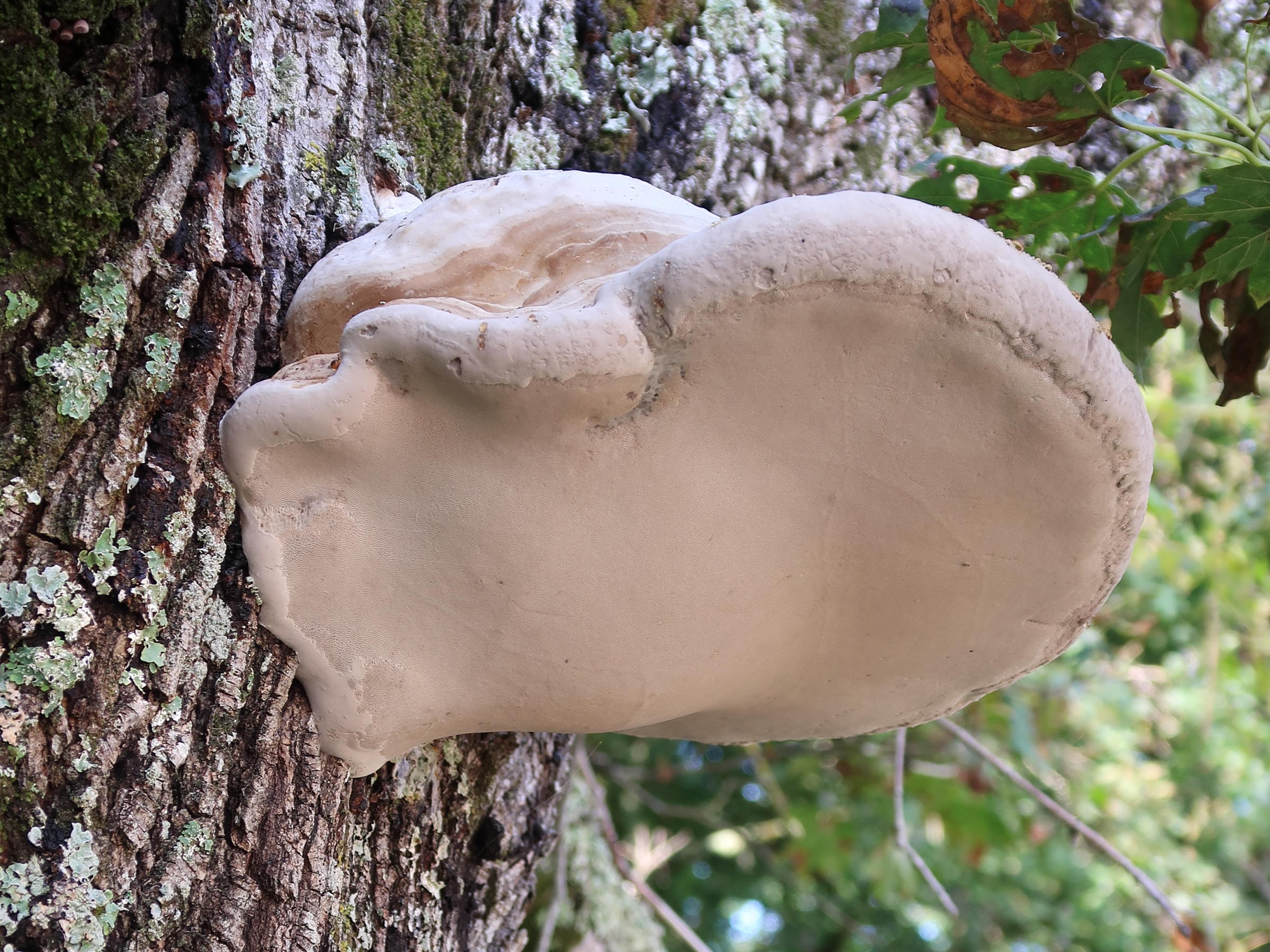 fomes_fomentarius7md