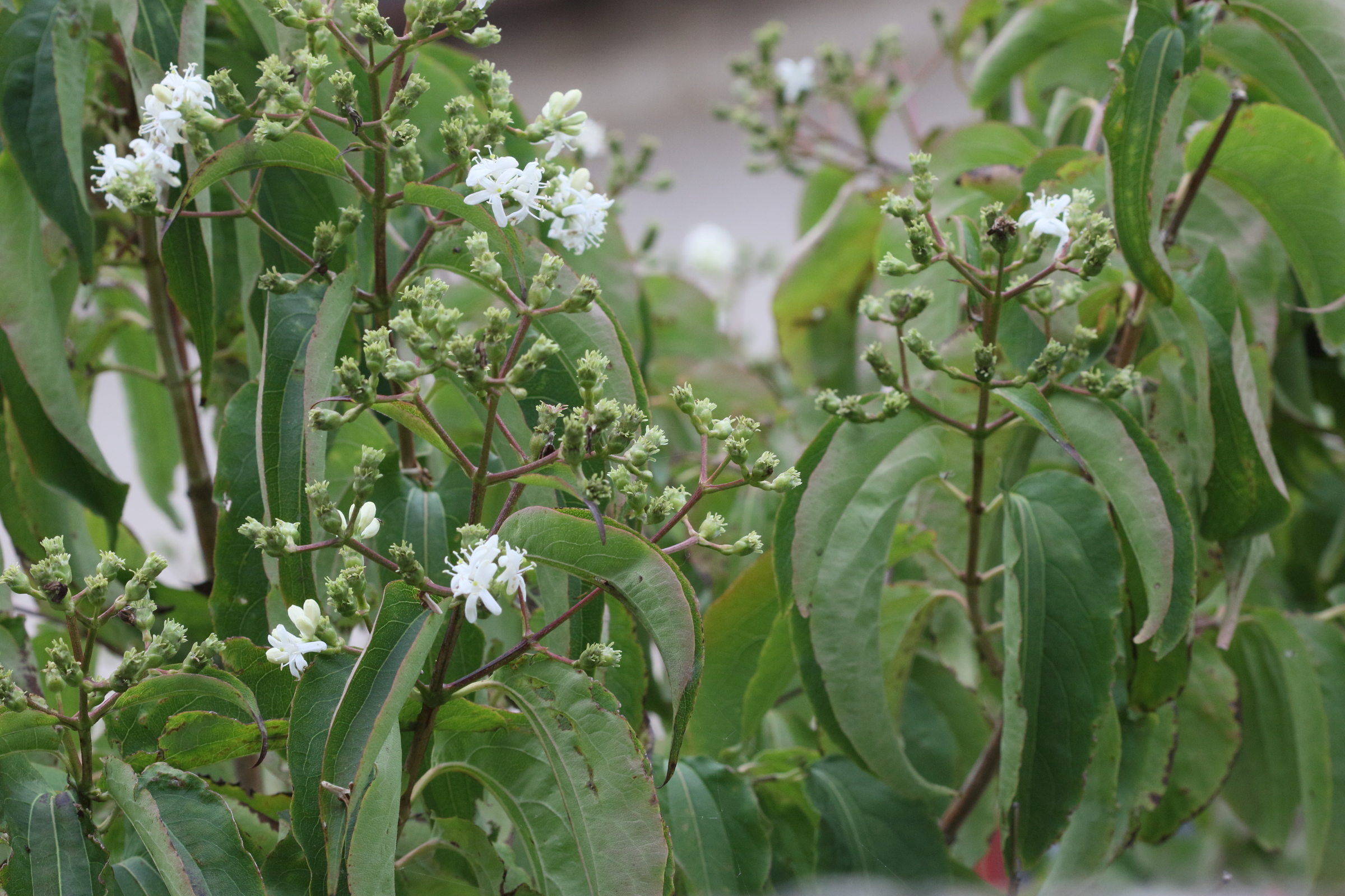 heptacodium_miconioides4md