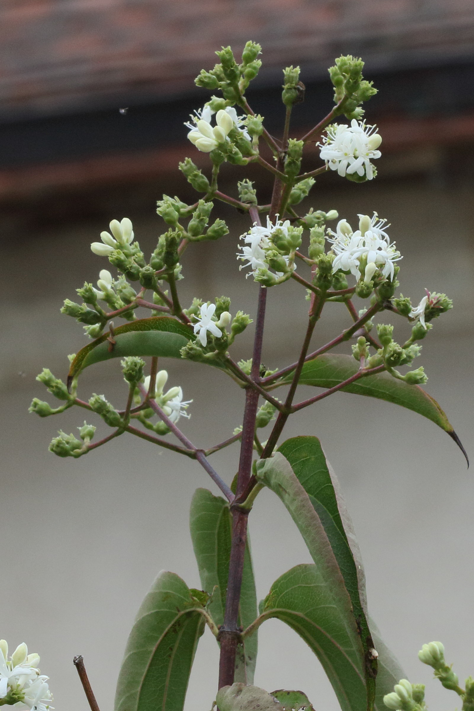 heptacodium_miconioides5md
