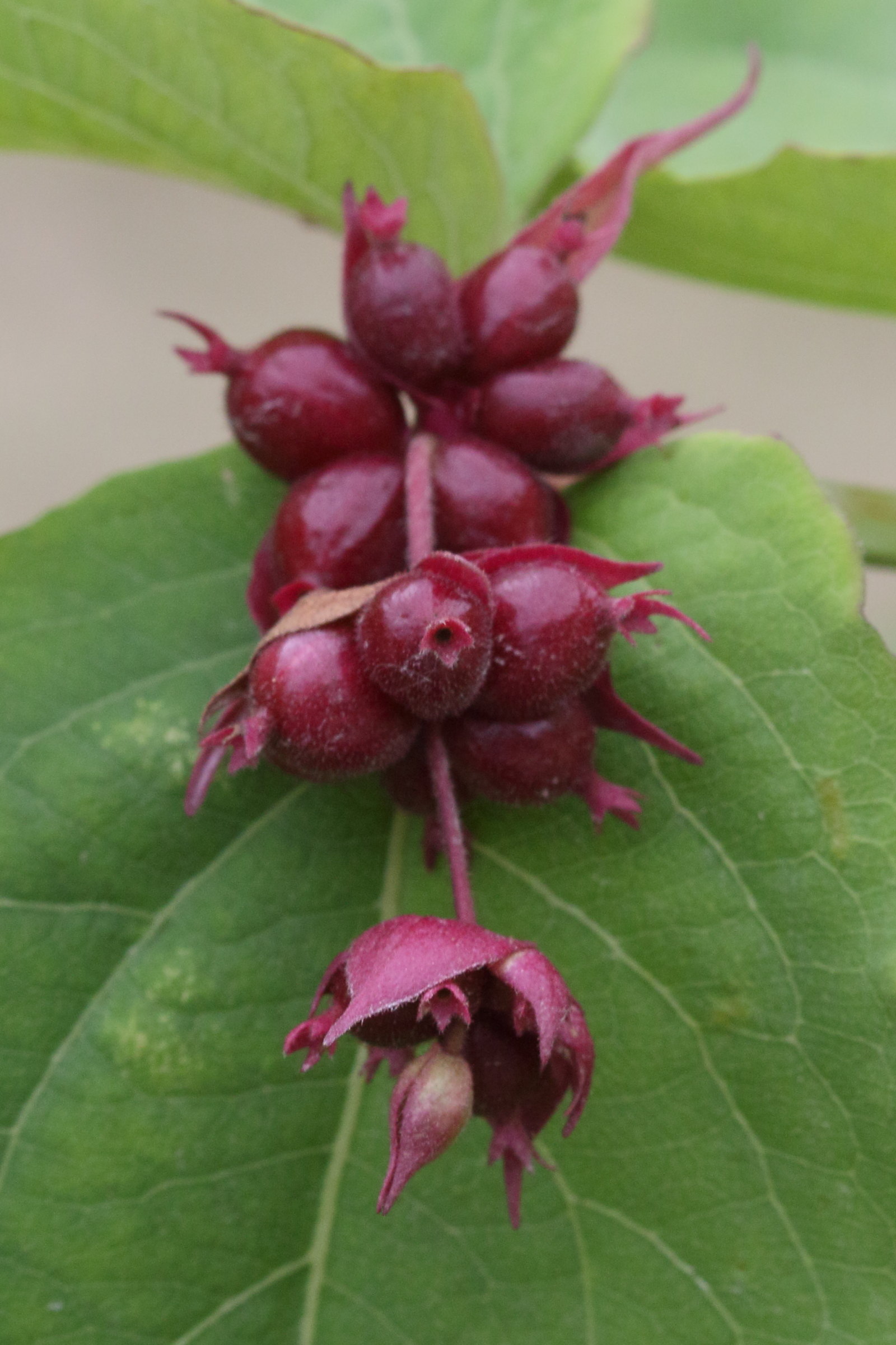 Afficher le média leycesteria_formosa7md leycesteria_formosa7md