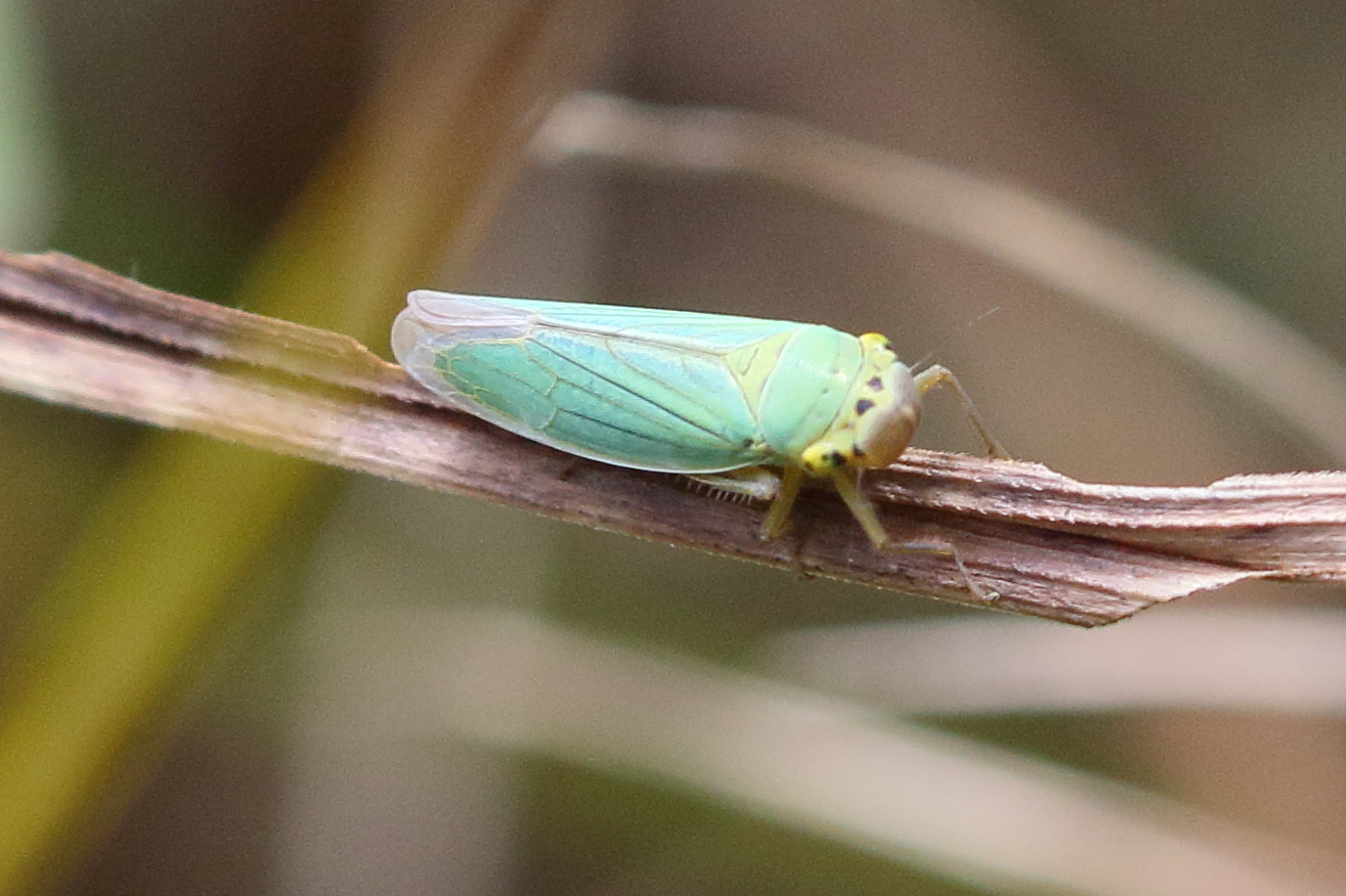 cicadella_viridis8md