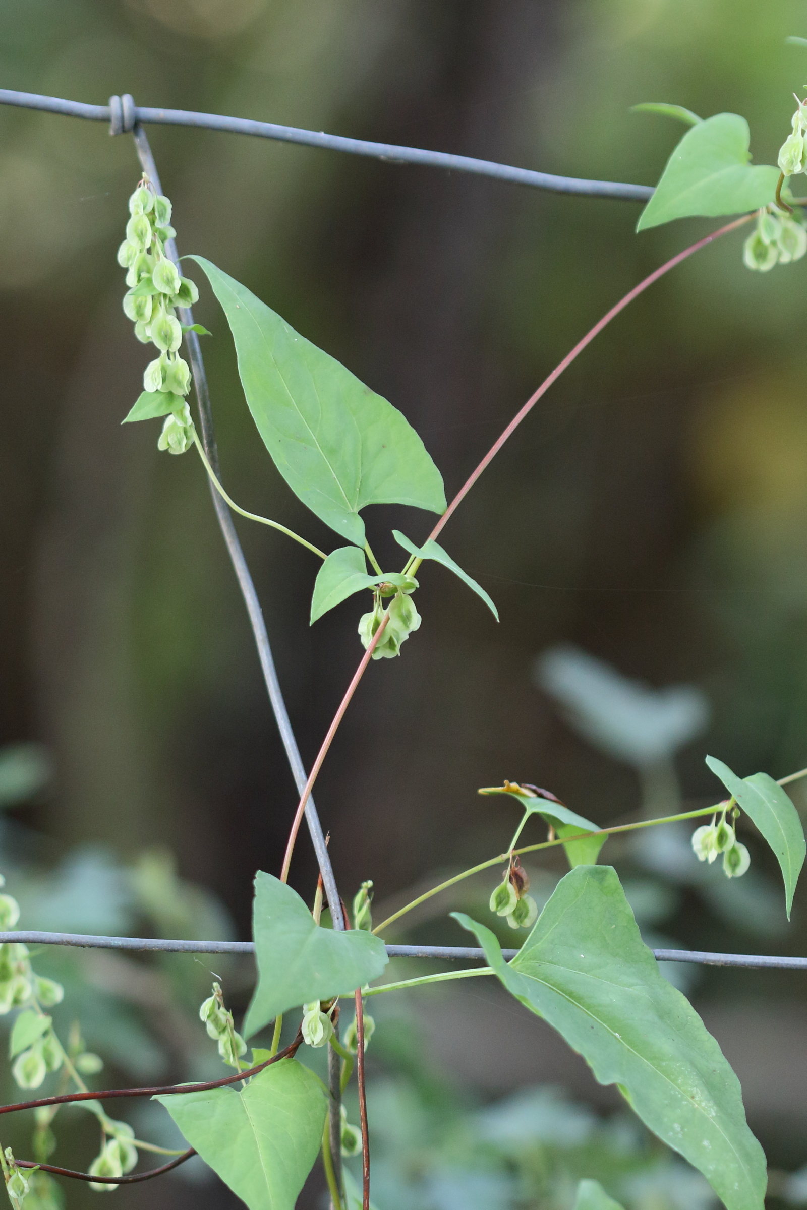 Afficher le média fallopia_convolvulus6md fallopia_convolvulus6md