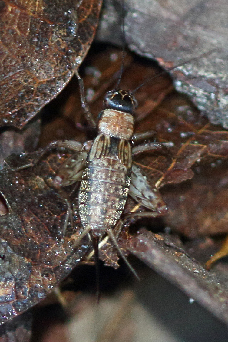 nemobius_sylvestris6md