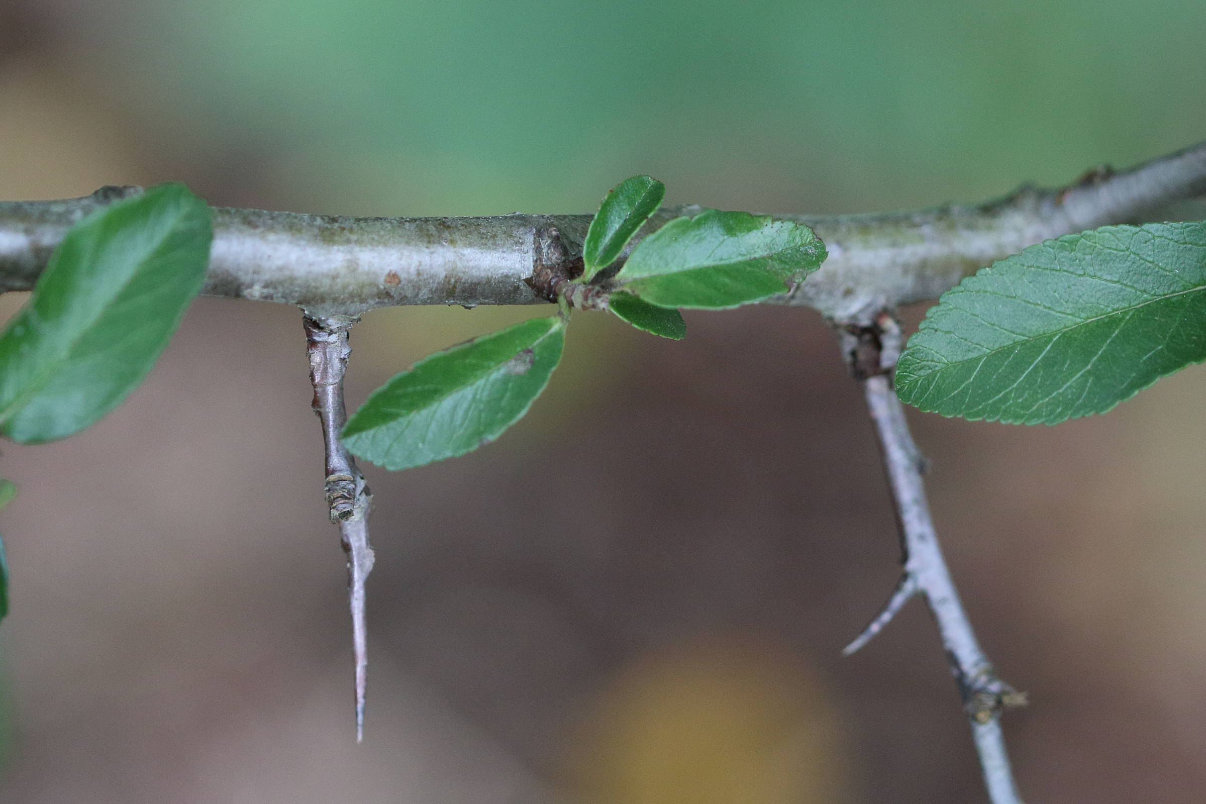 pyracantha_coccinea7md