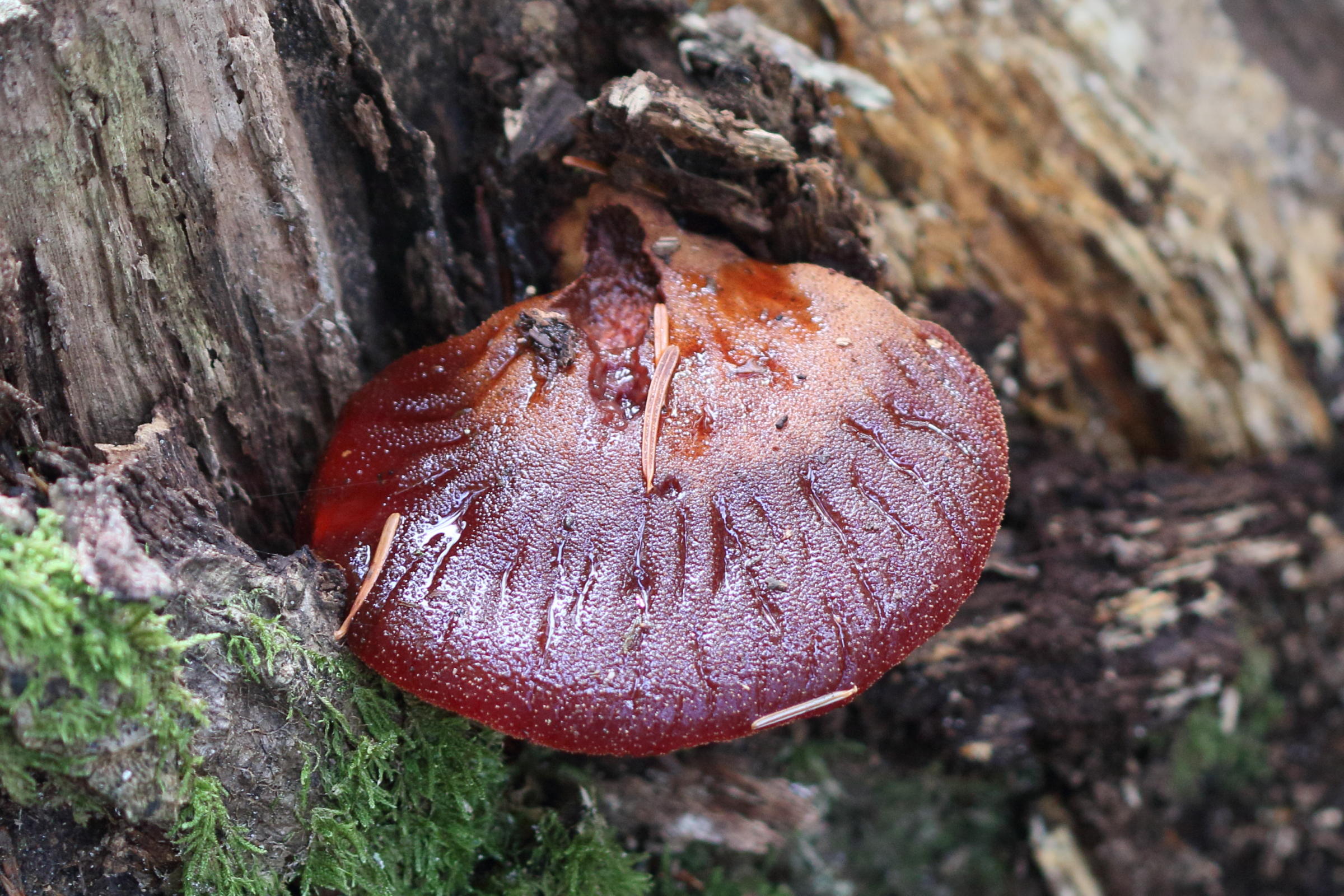 Afficher le média fistulina_hepatica1md fistulina_hepatica1md