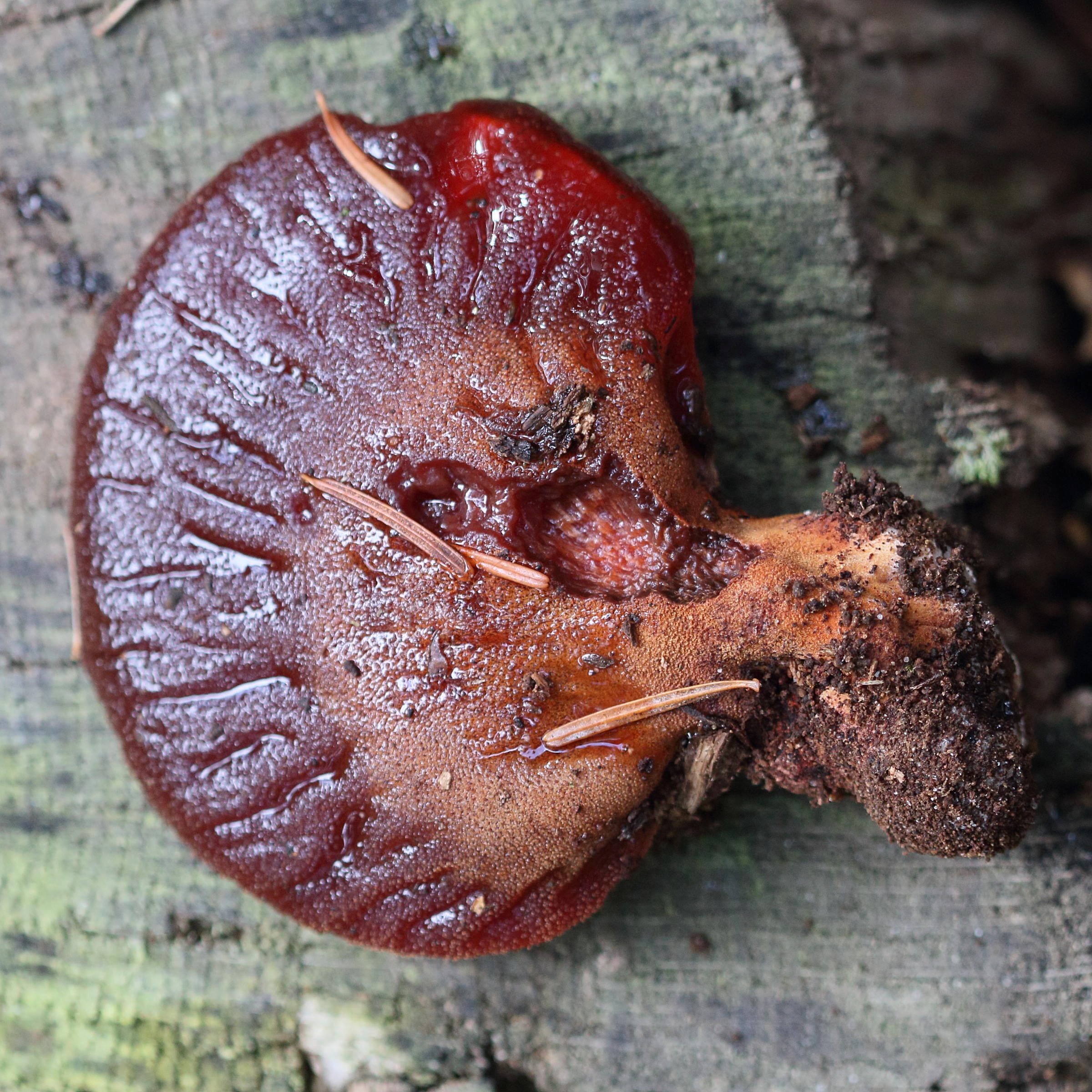 Afficher le média fistulina_hepatica2md fistulina_hepatica2md