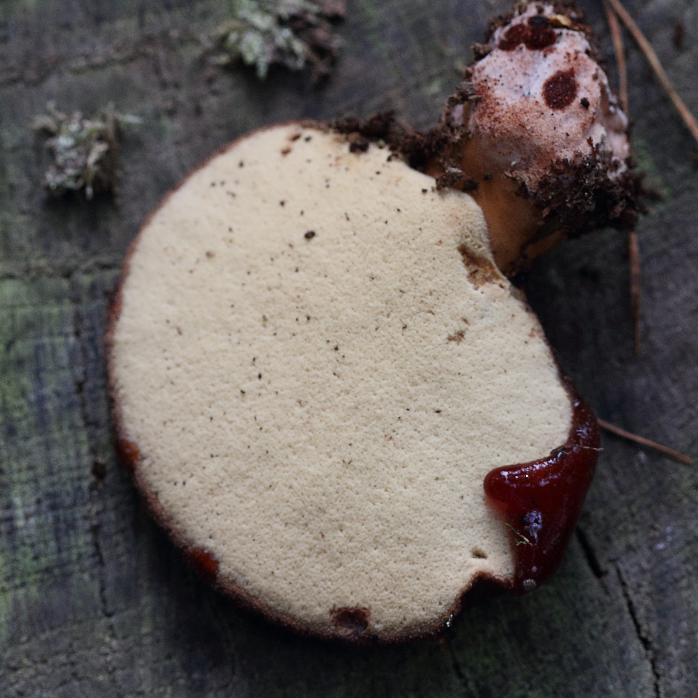 Afficher le média fistulina_hepatica3md fistulina_hepatica3md