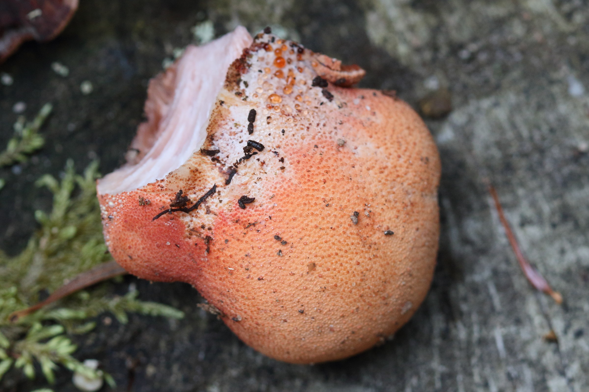 Afficher le média fistulina_hepatica4md fistulina_hepatica4md