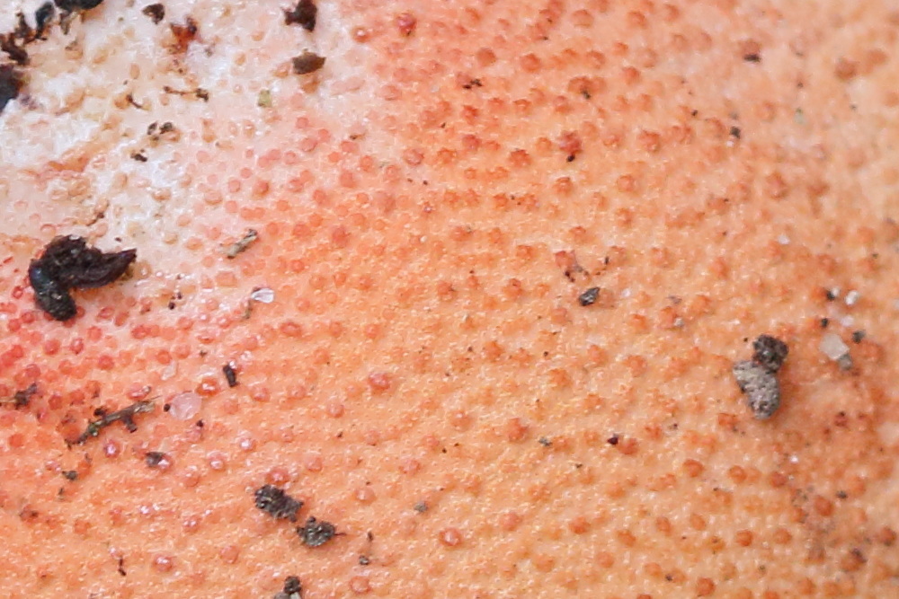 Afficher le média fistulina_hepatica5md fistulina_hepatica5md