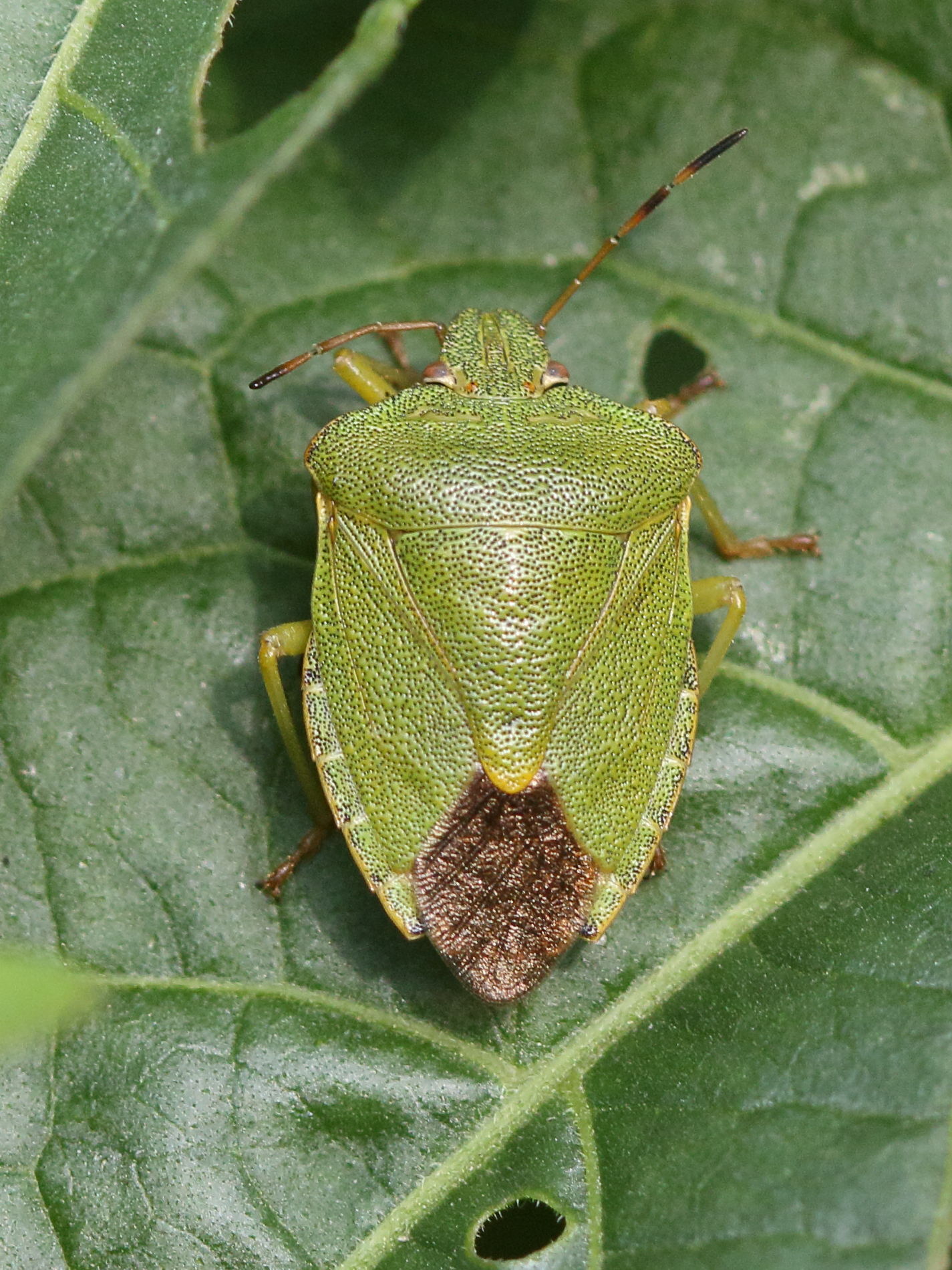 palomena_prasina10md