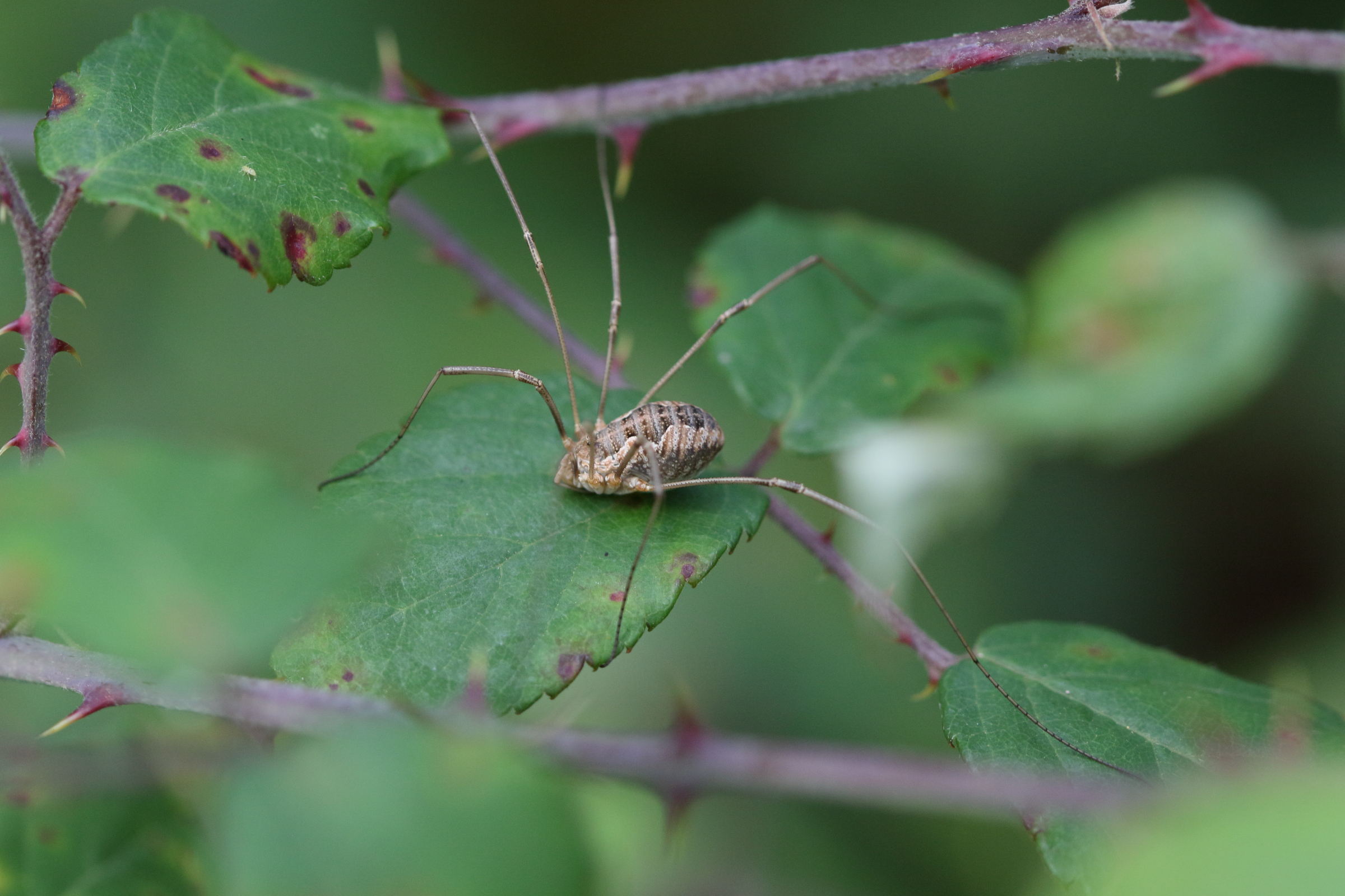 phalangium_opilio4md