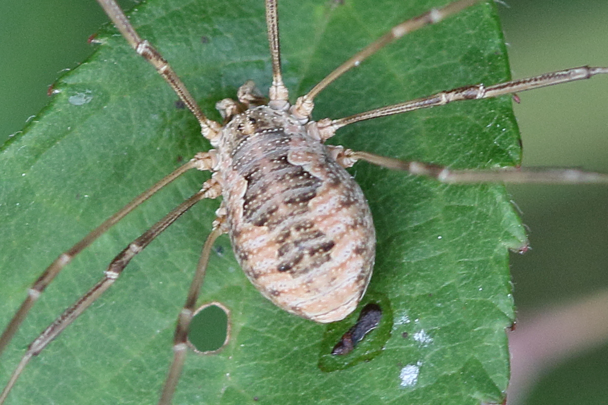 phalangium_opilio5md