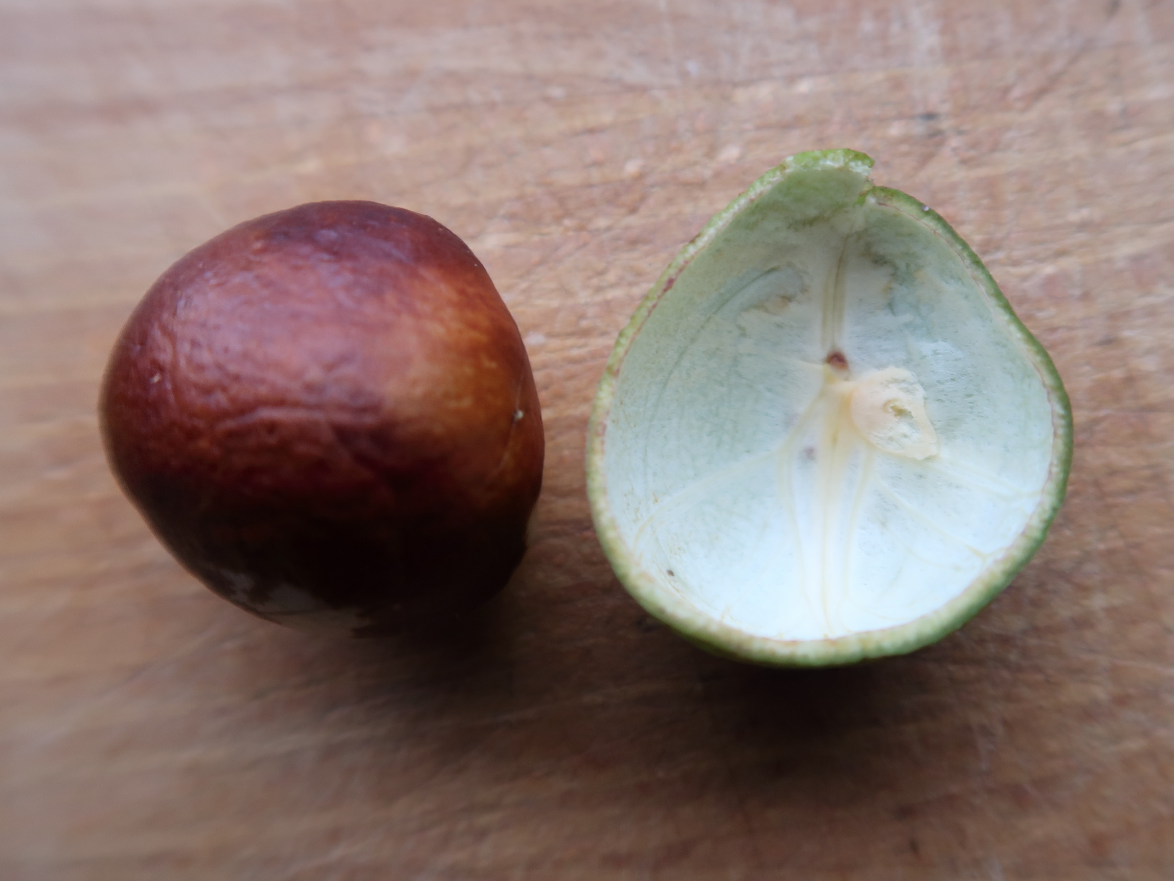 aesculus_parviflora5md