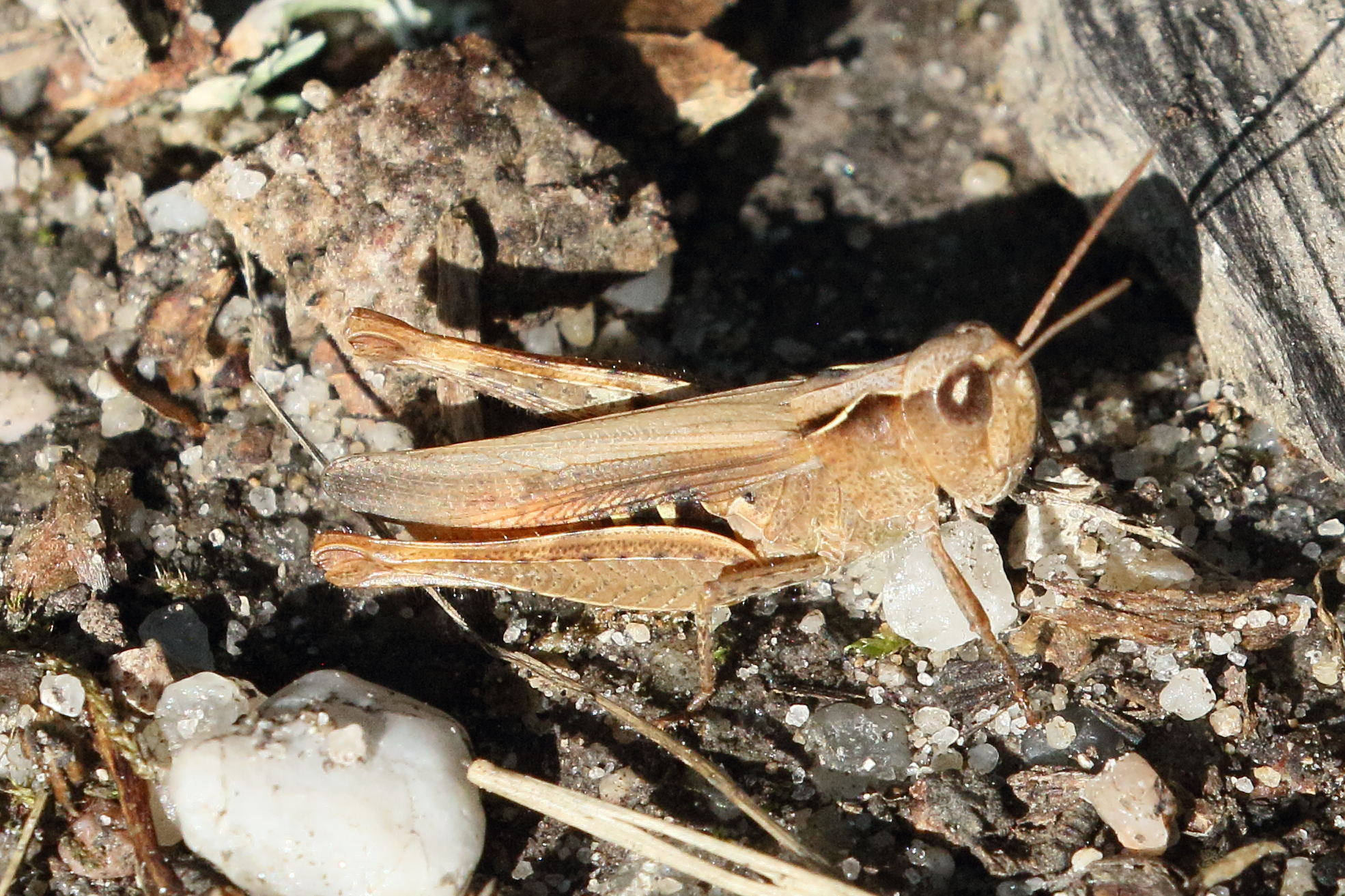 chorthippus_vagans4bd