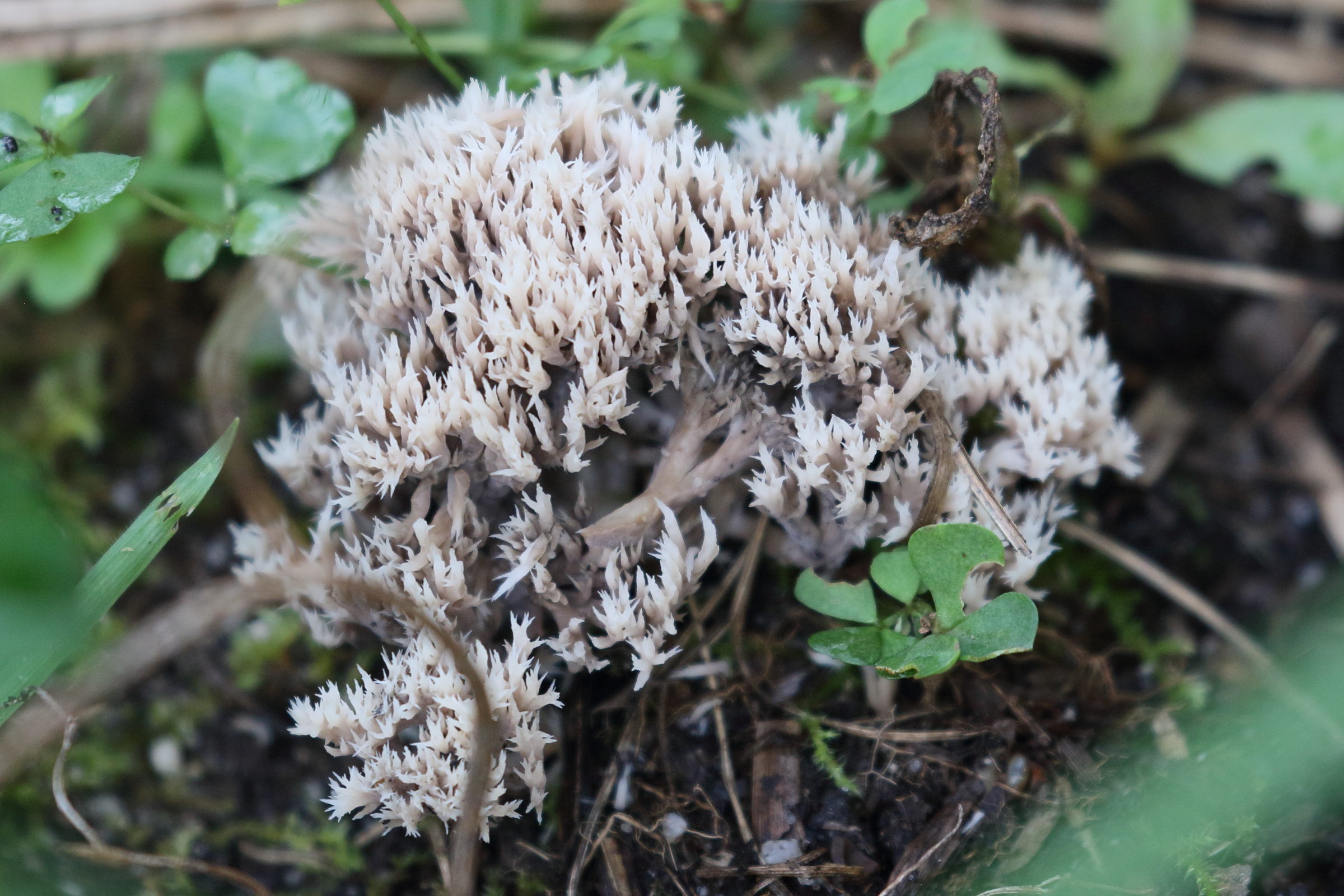 clavelina_coralloides8bd