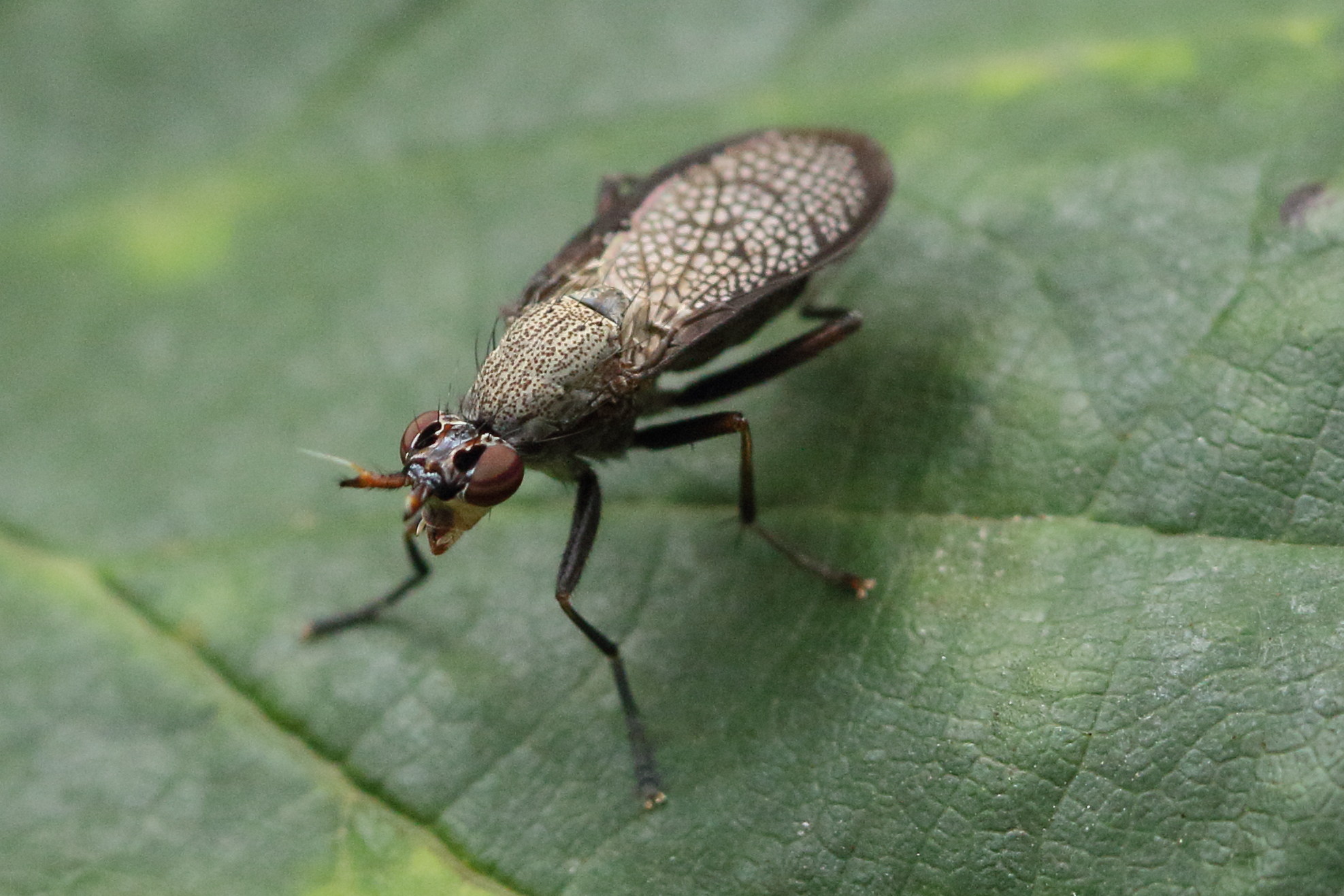 coremacera_marginata3md