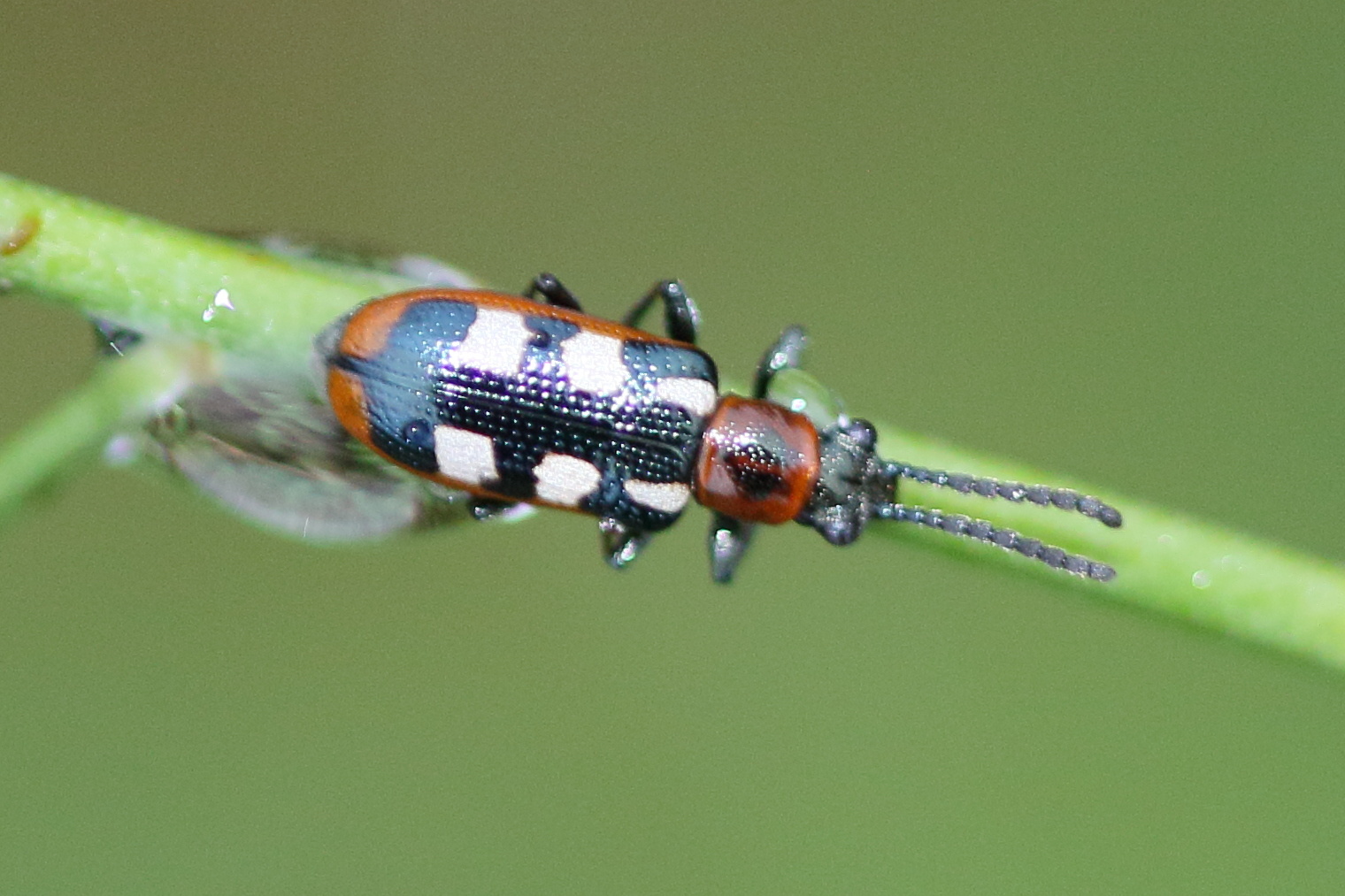 crioceris_asparagi1md