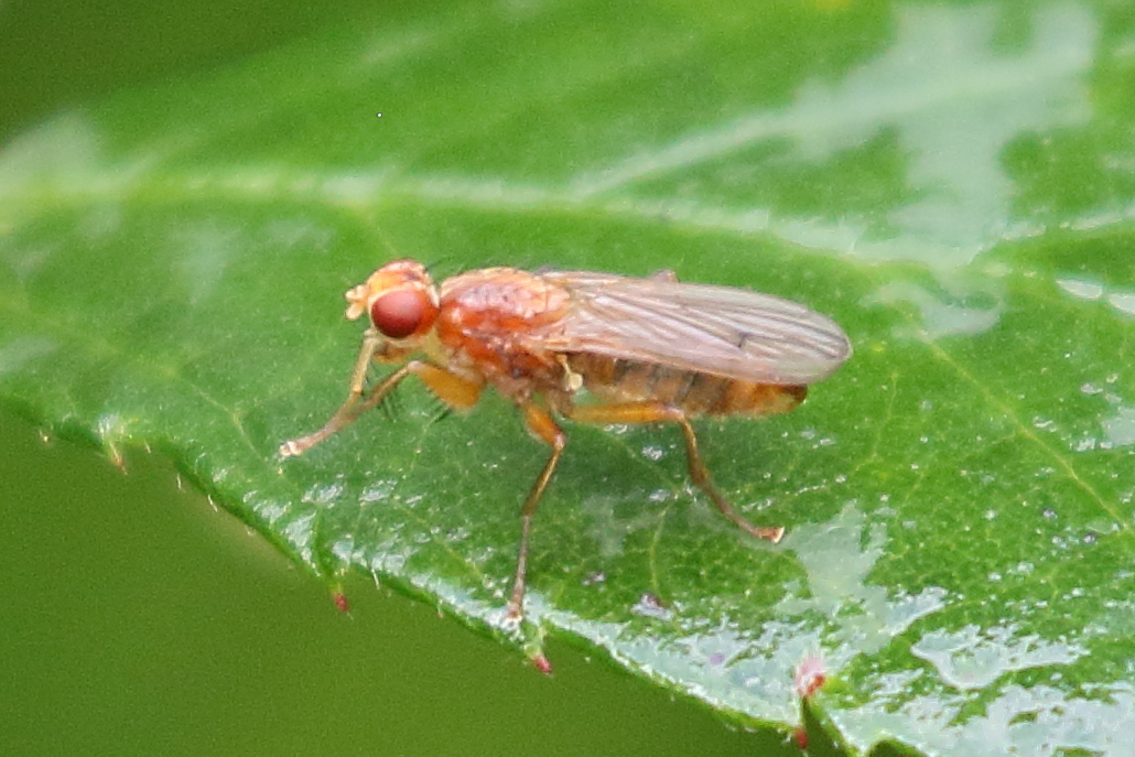 norellisoma_spinimana2bdjpg