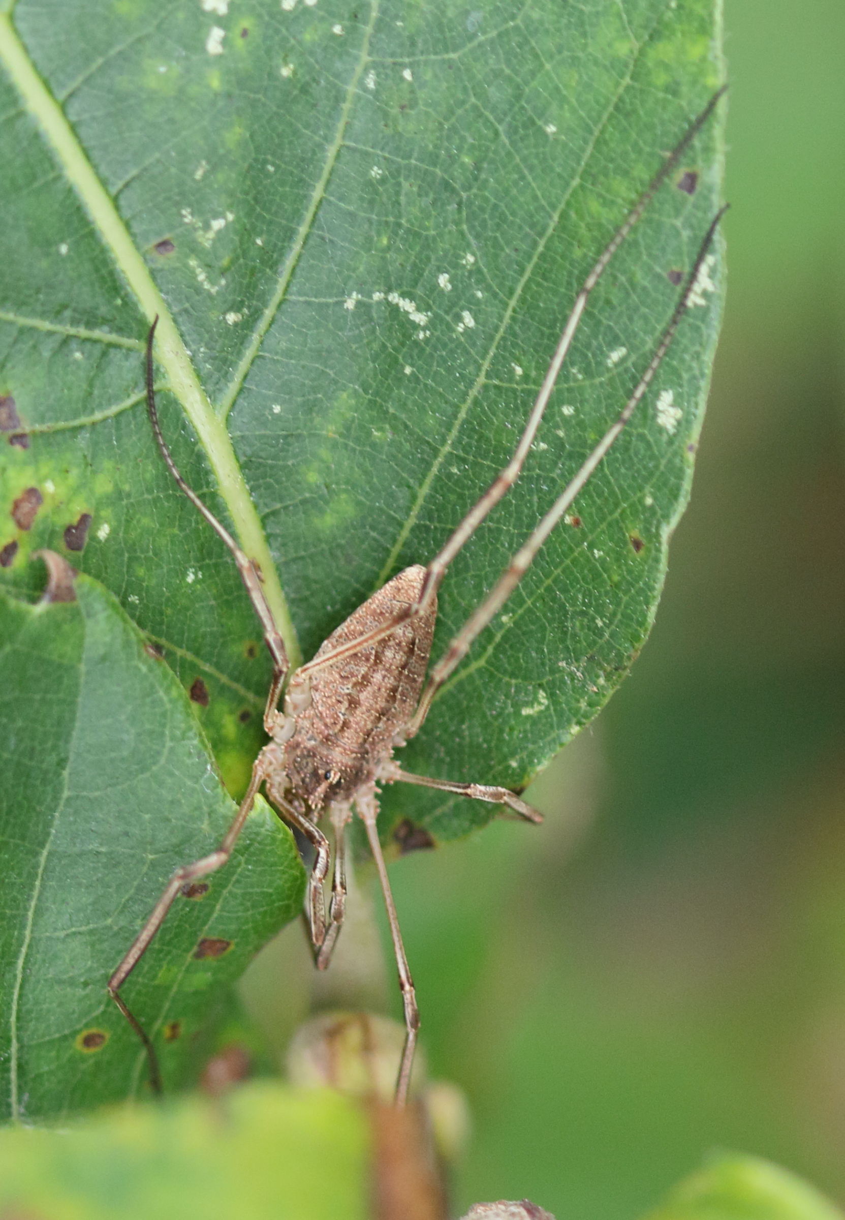 rilaena_triangularis1md