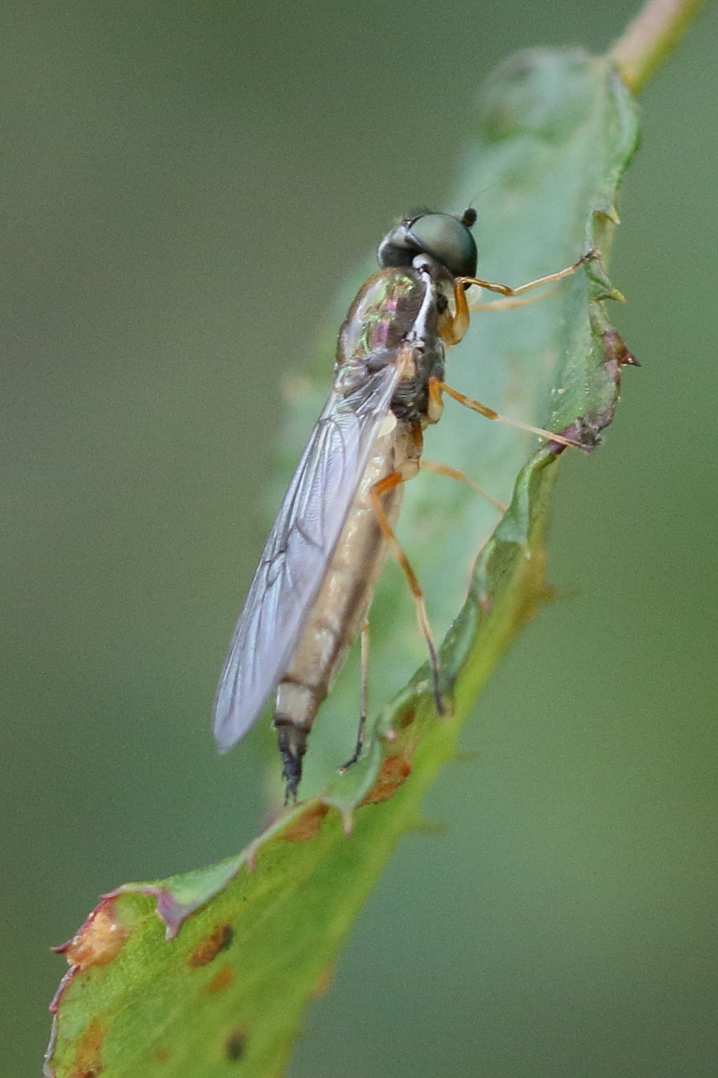 sargus_bipunctatus1md