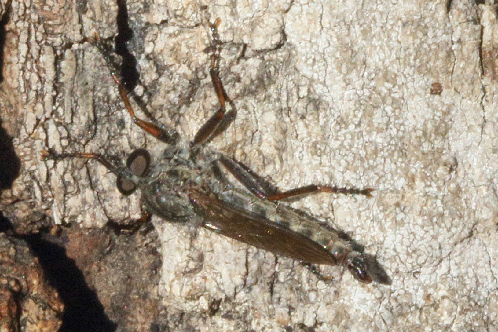 tolmerus_atricapillus1md