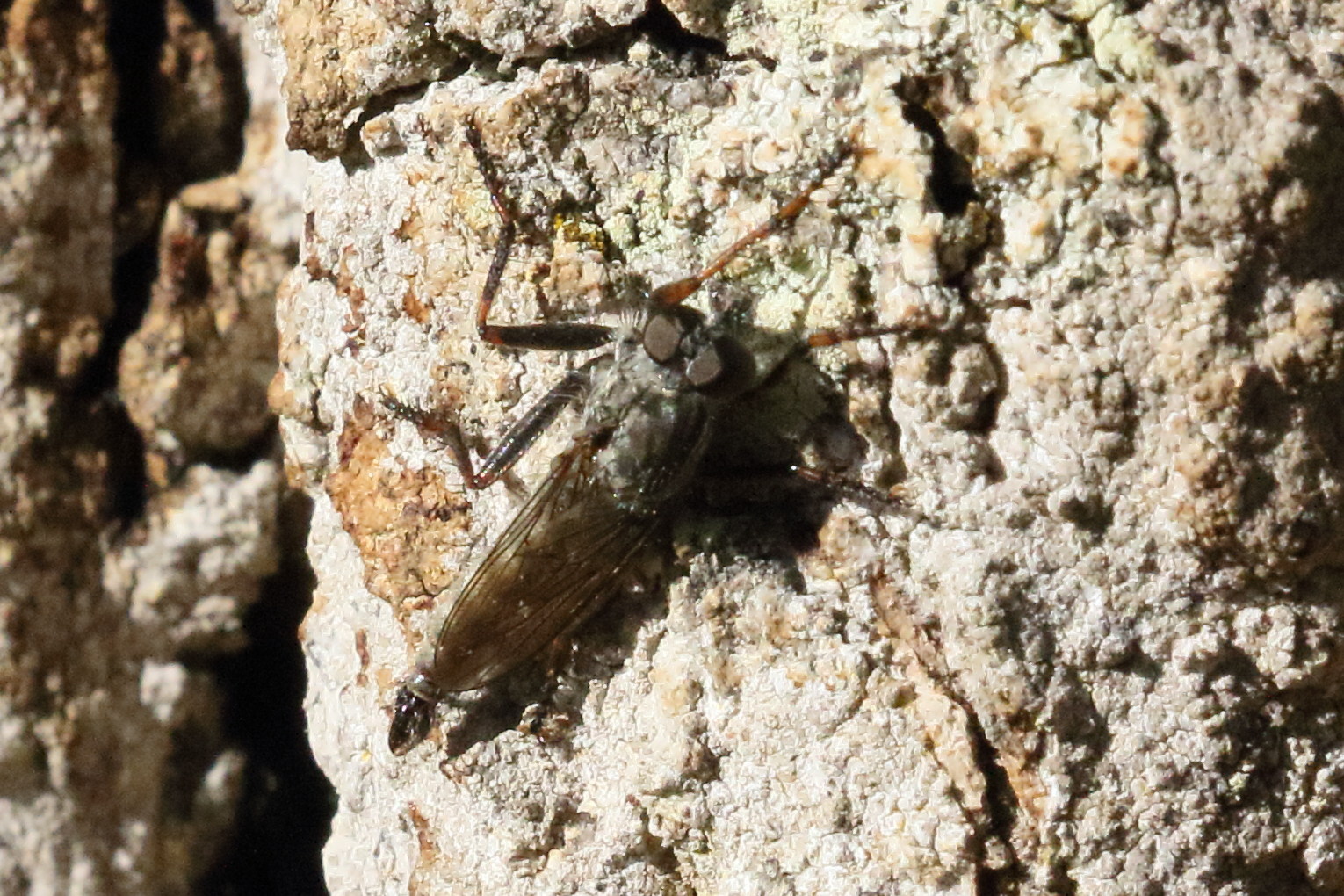tolmerus_atricapillus2bd