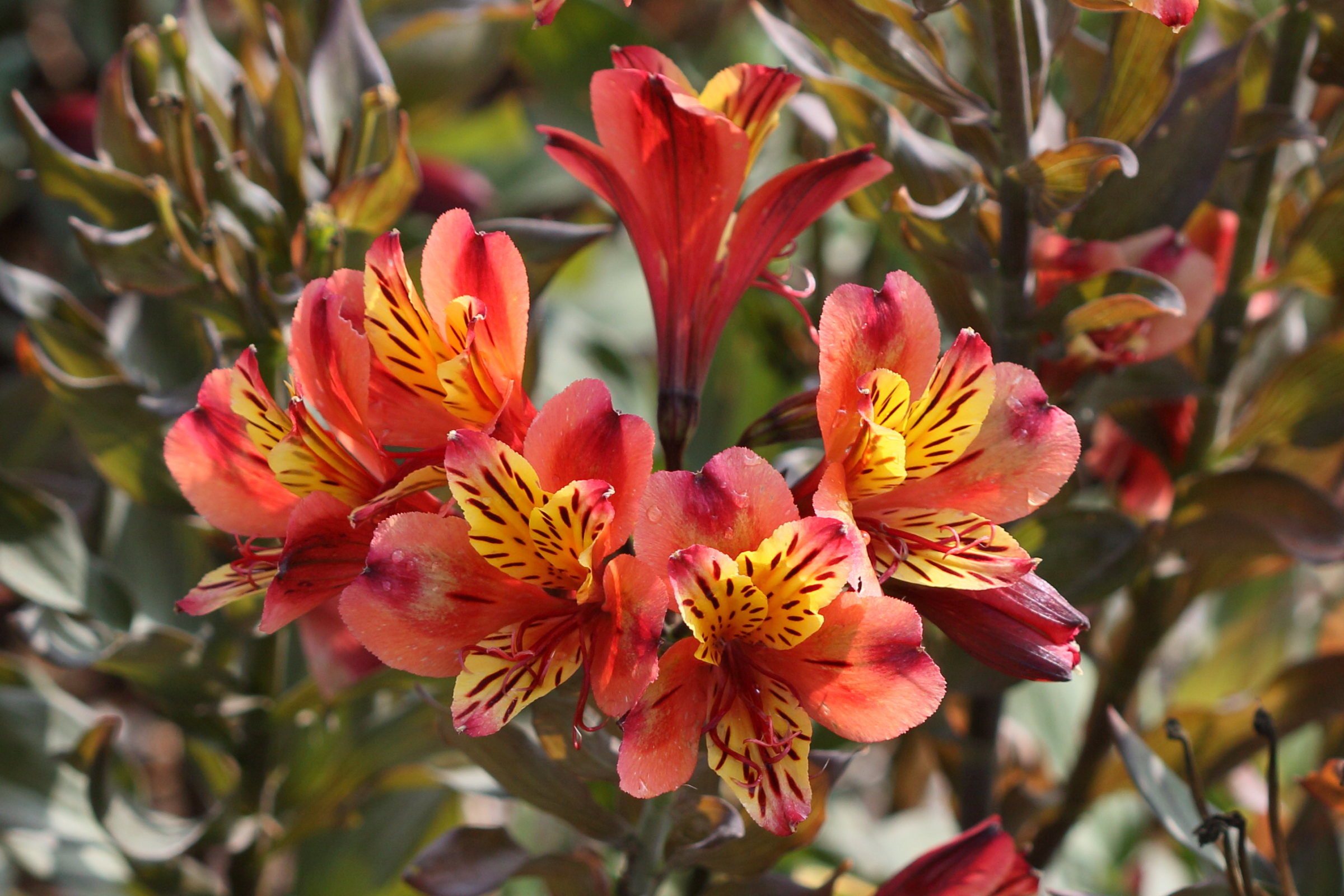 Afficher le média alstroemeria_aurea4md alstroemeria_aurea4md