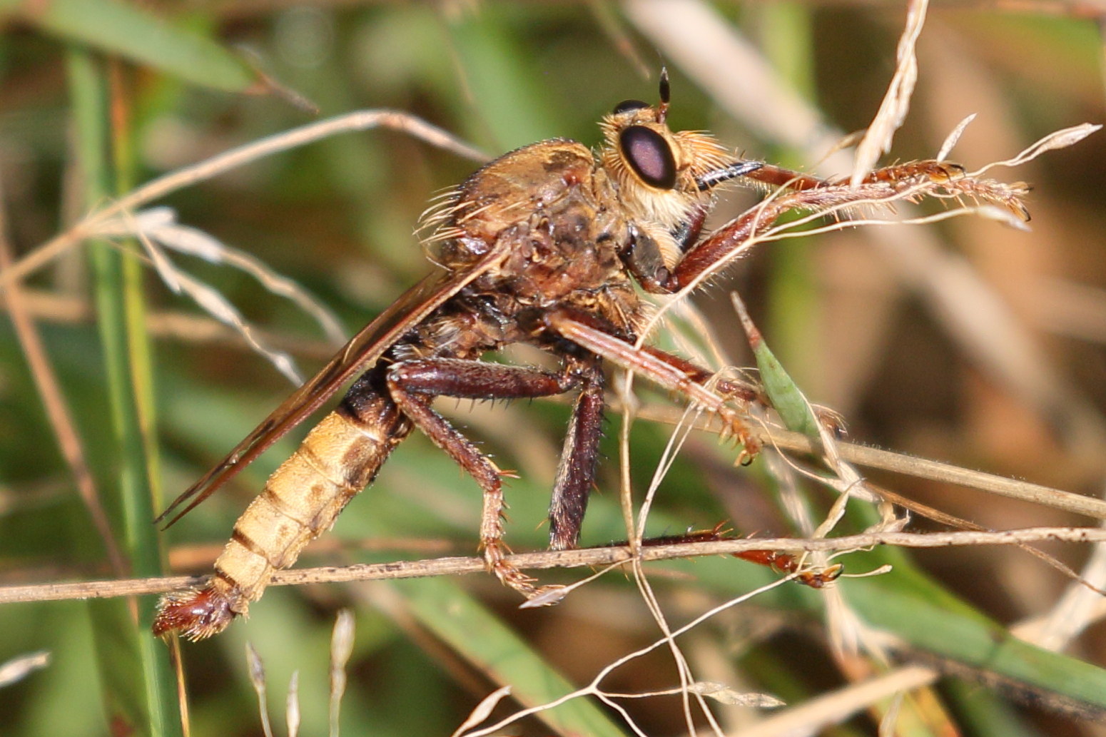 asilus_crabroniformis1bd