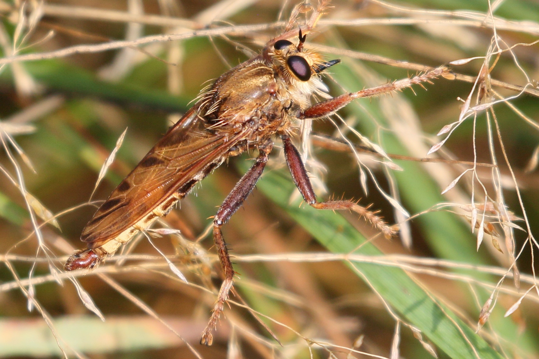 asilus_crabroniformis2bd