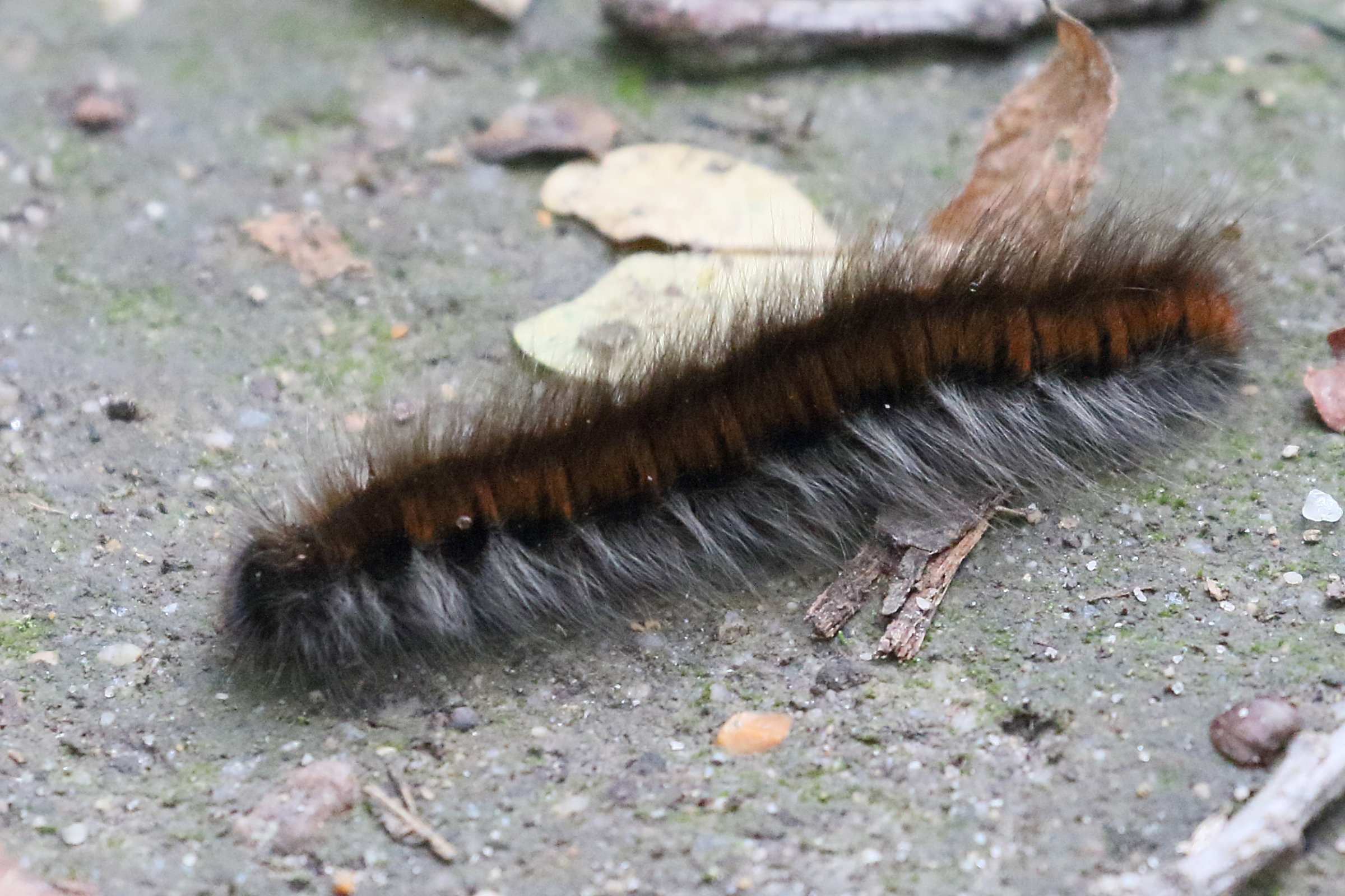 Afficher le média macrothylacia_rubi_ch4bd macrothylacia_rubi_ch4bd