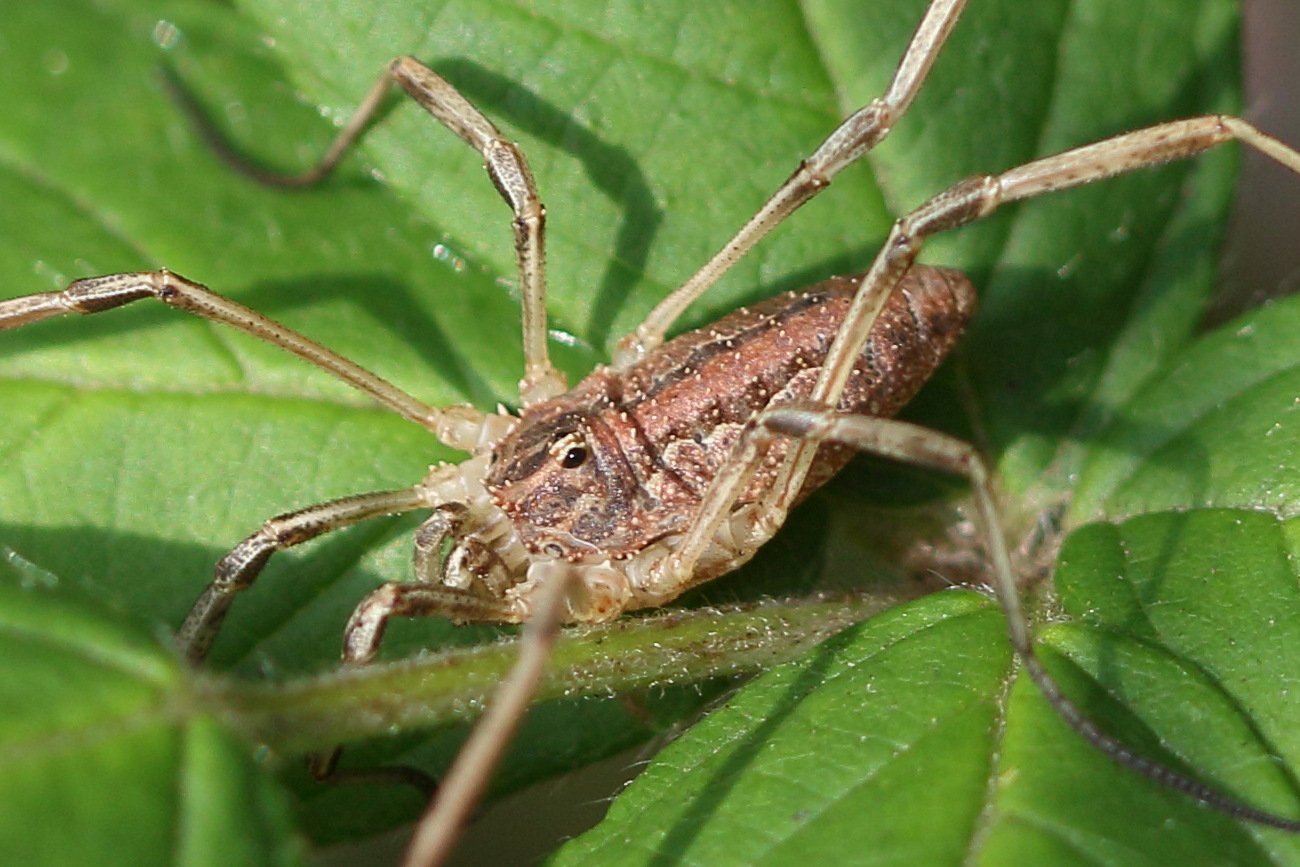 rilaena_triangularis3md