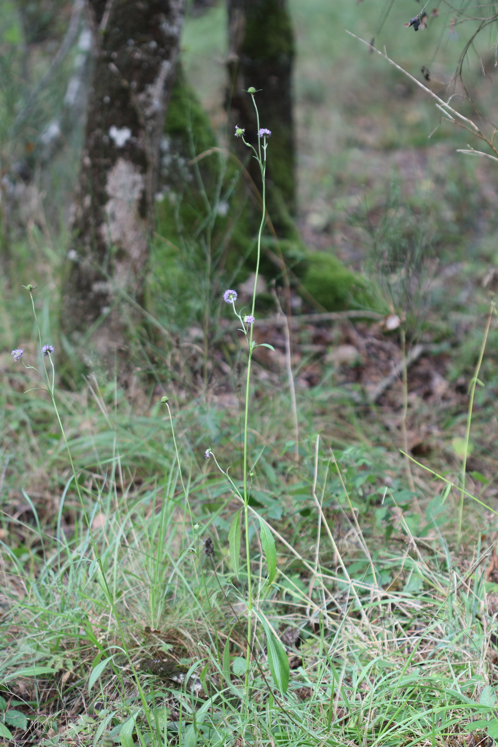 succisa_pratensis5md