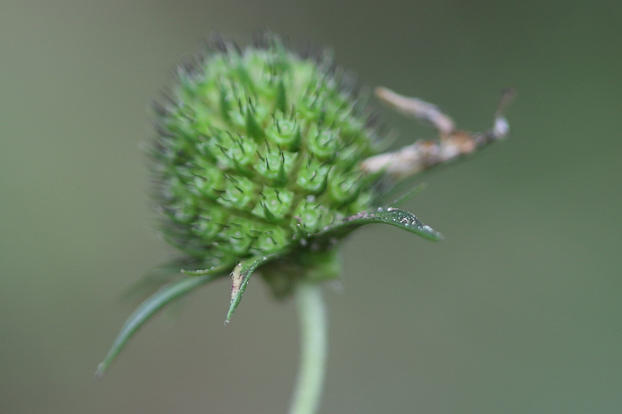 succisa_pratensis6md