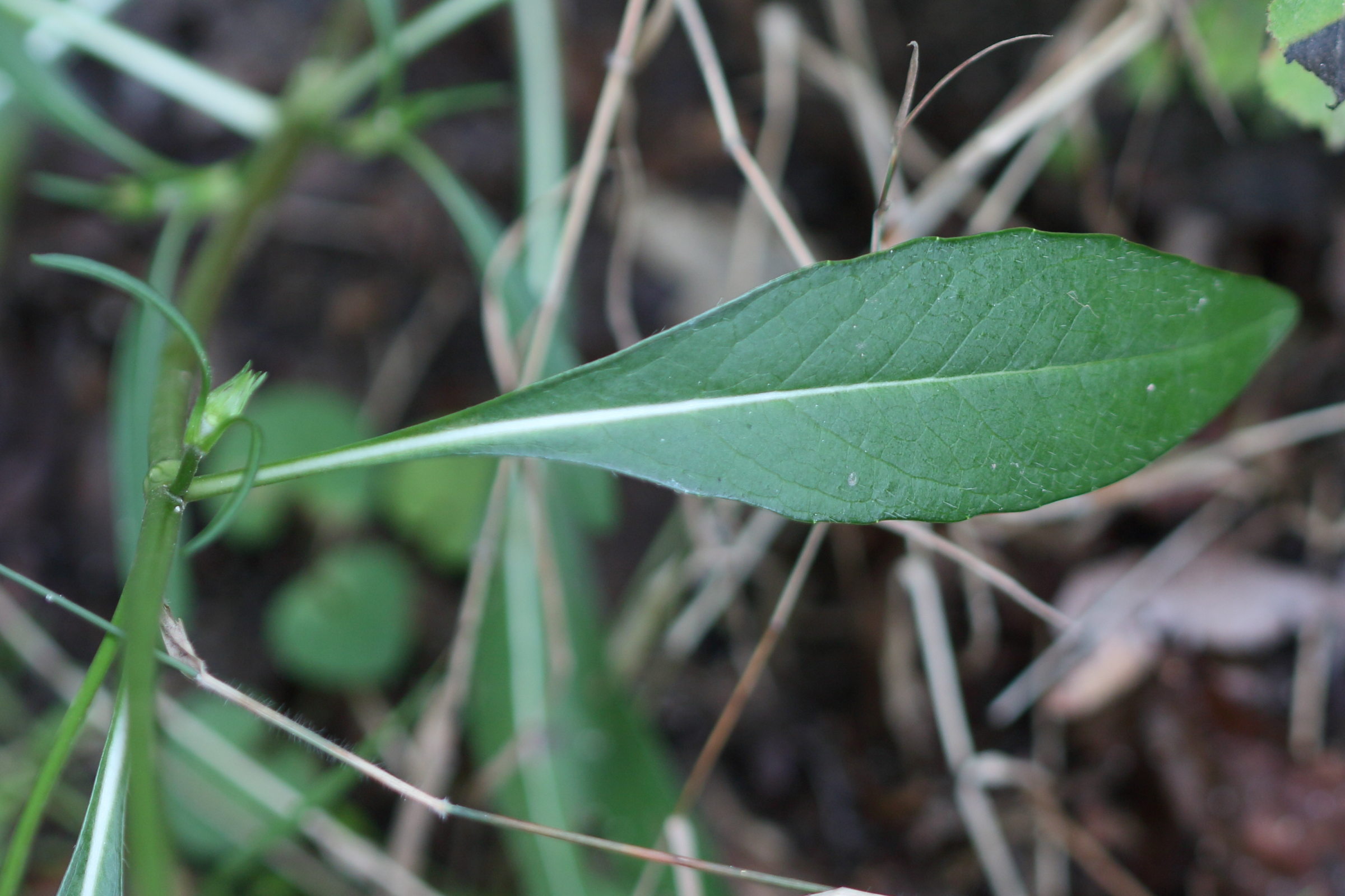 succisa_pratensis7md