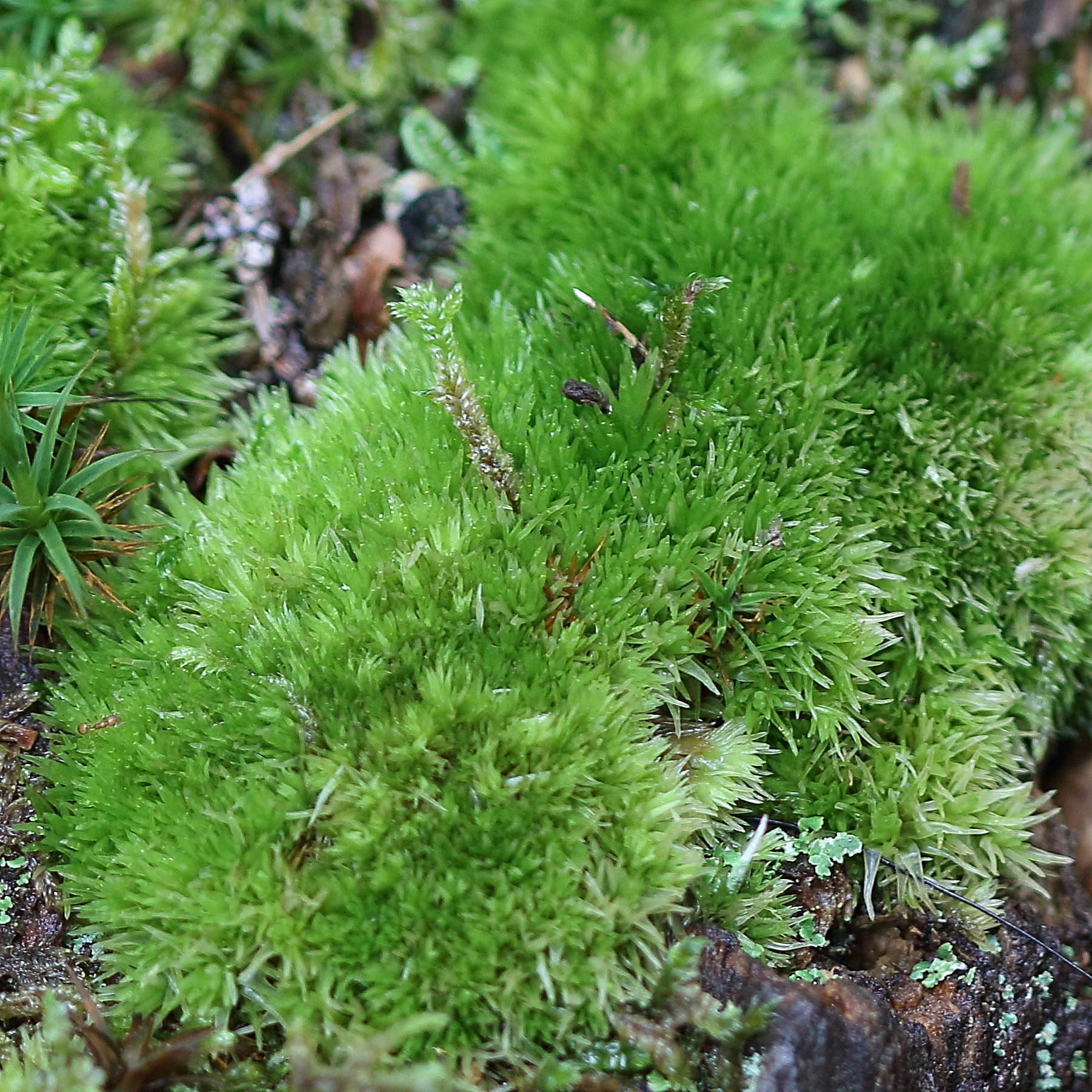 leucobryum_glaucum3md
