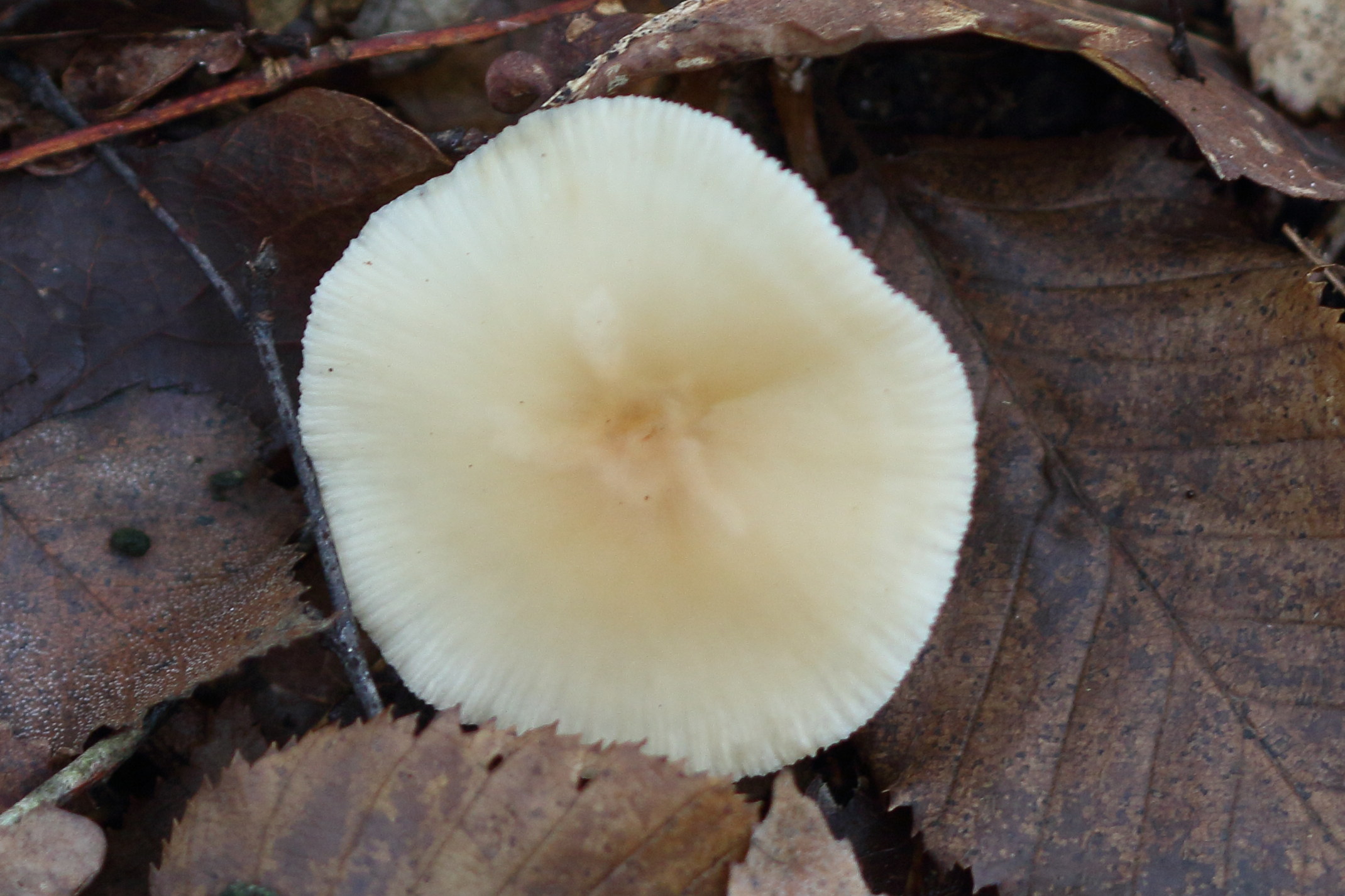 Afficher le média collybia_dryophila1md collybia_dryophila1md