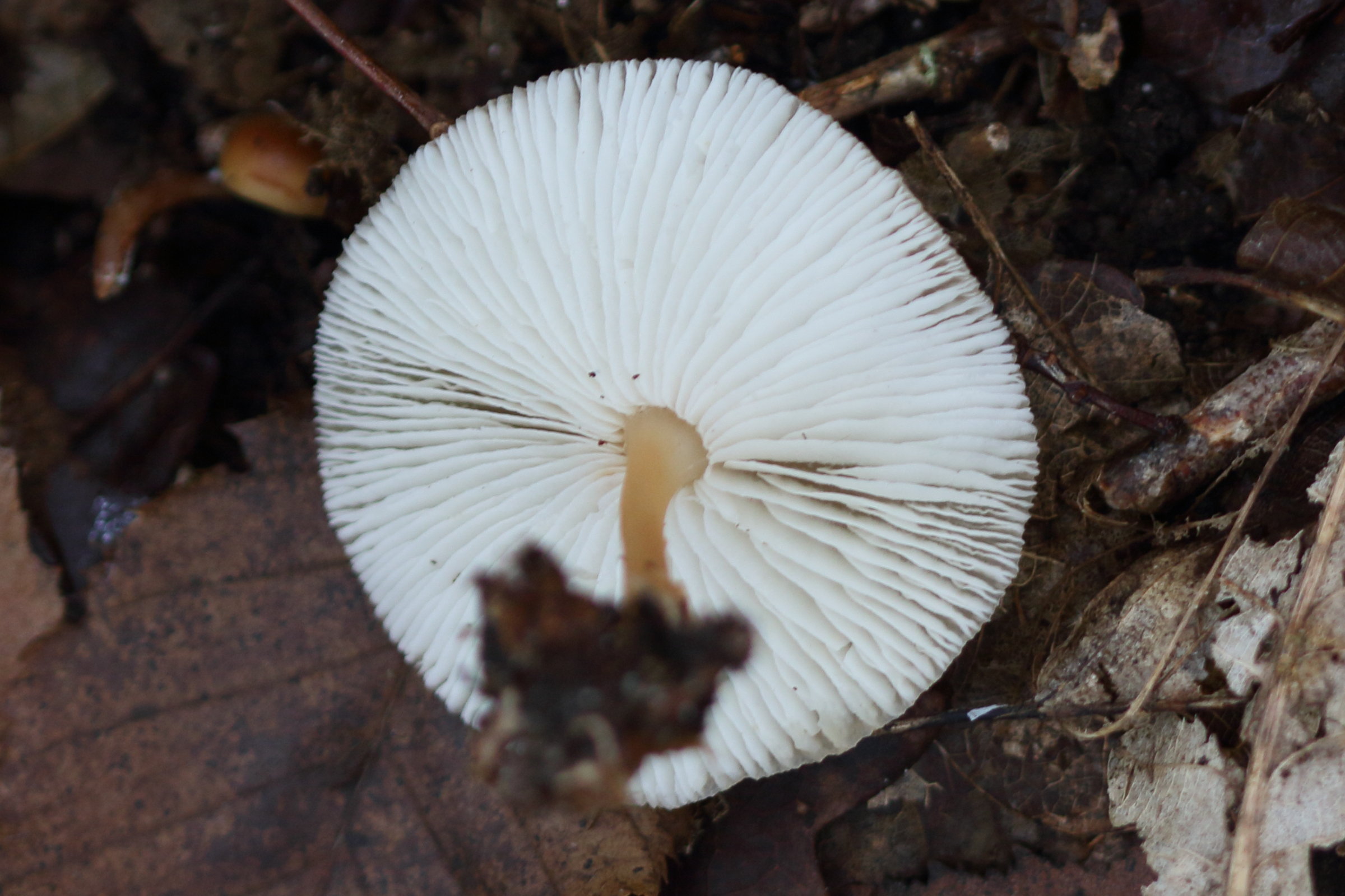 Afficher le média collybia_dryophila2md collybia_dryophila2md