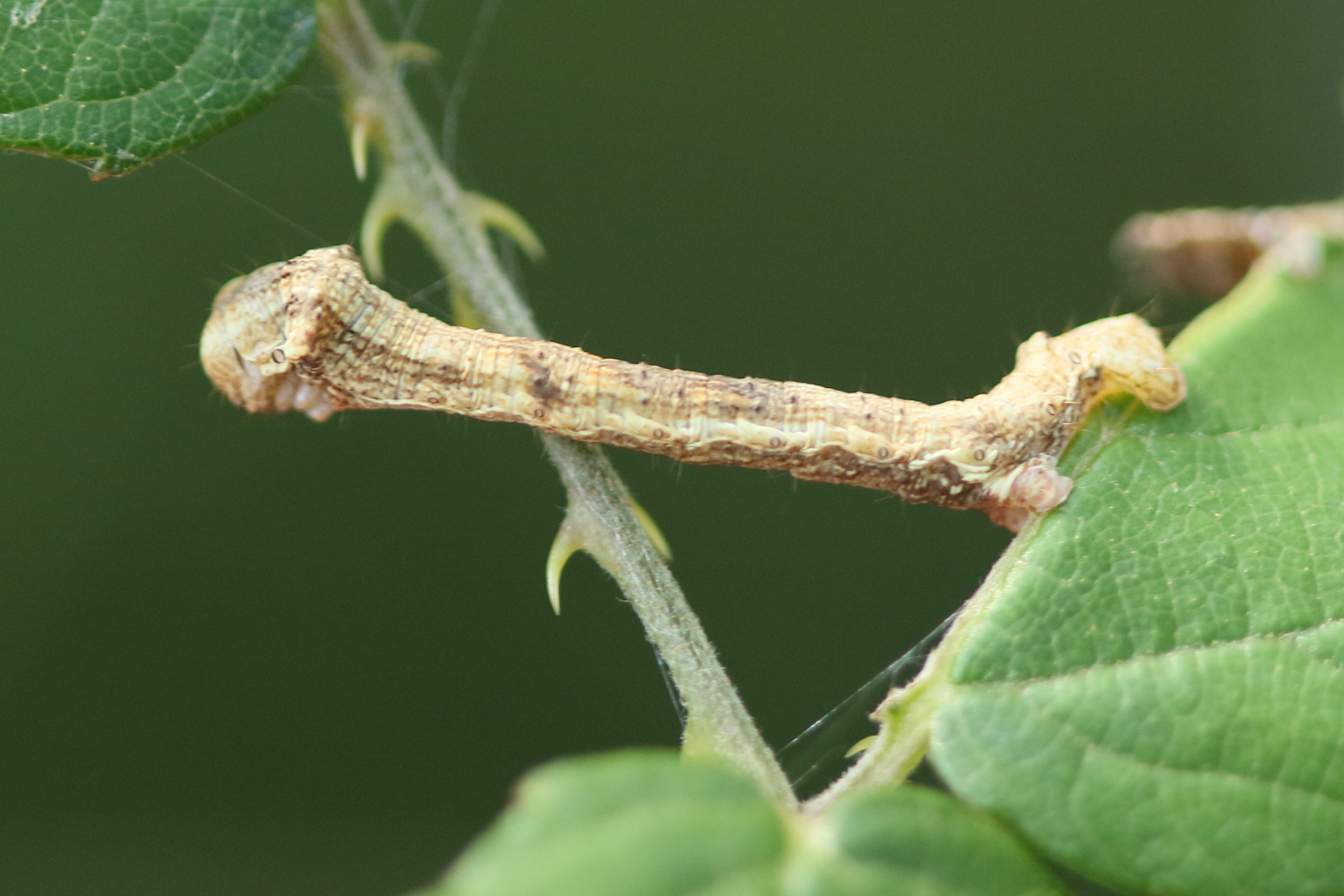 ectropis_crepuscularia_ch1md