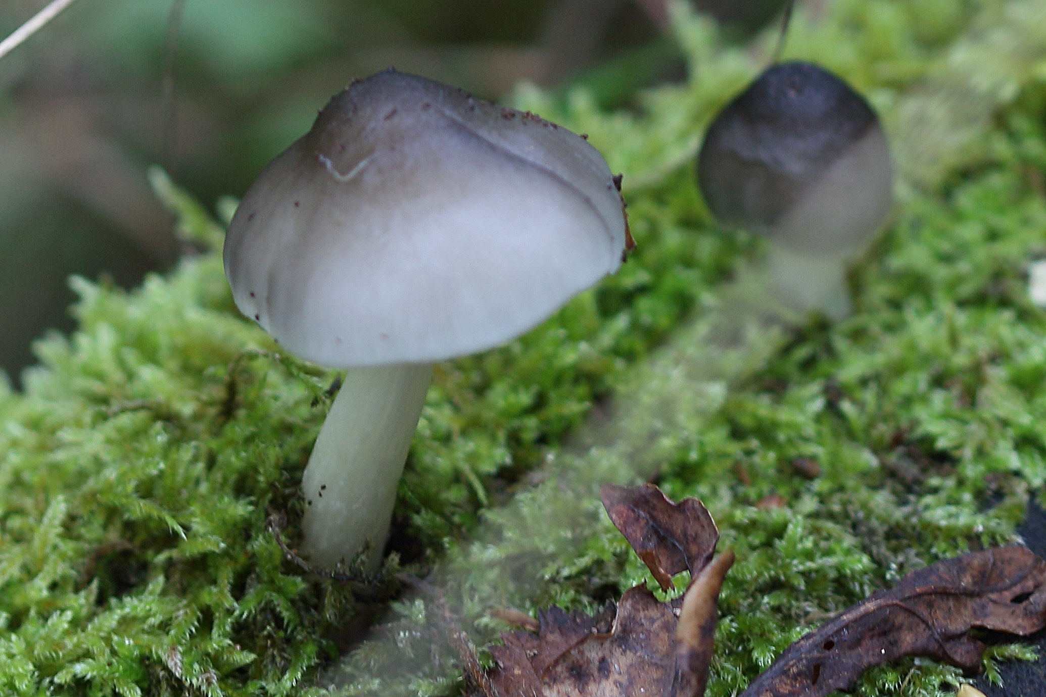 pluteus_salicinus1md