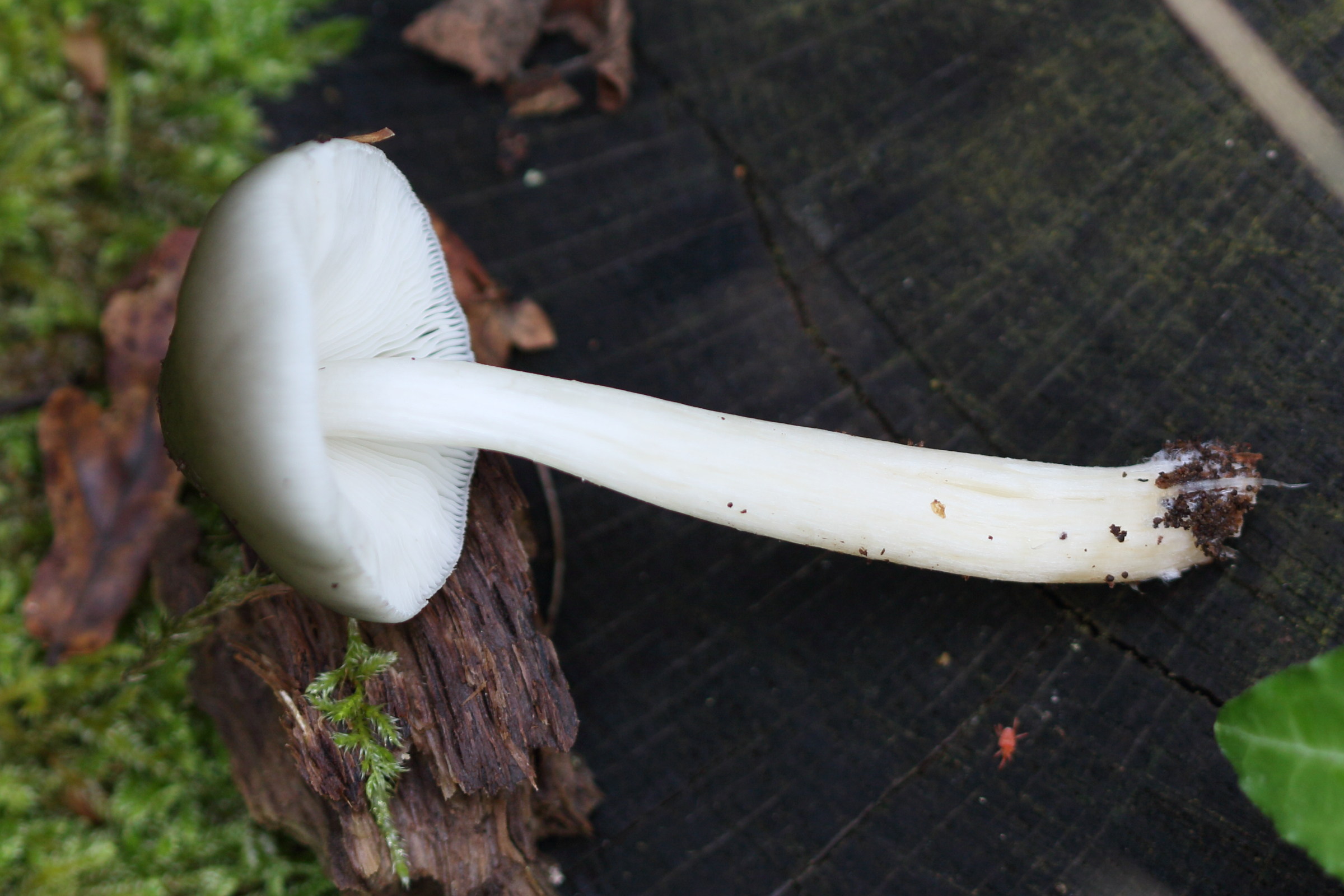 pluteus_salicinus2md