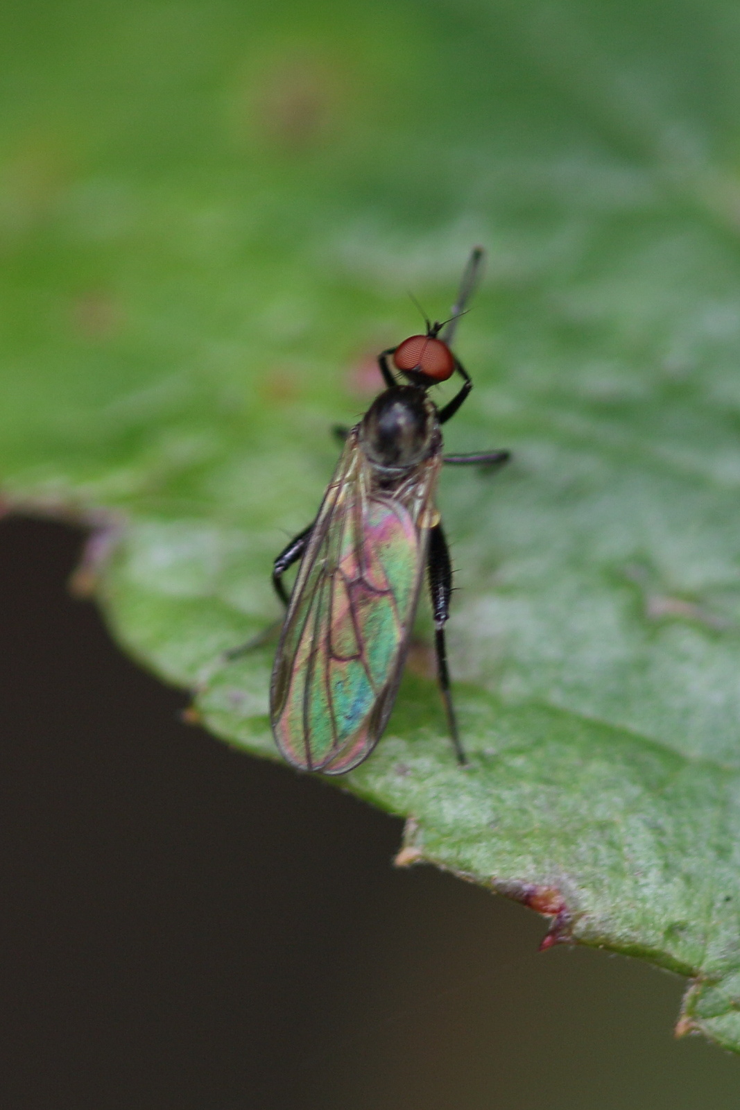 hybos_culiciformis1md