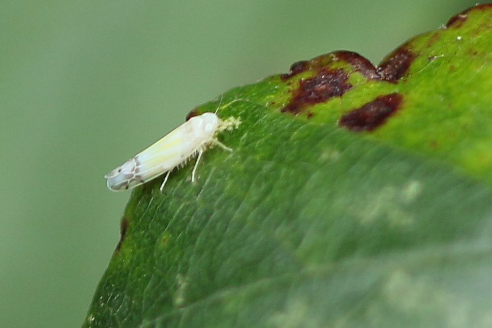 ribautiana_tenerrima1md