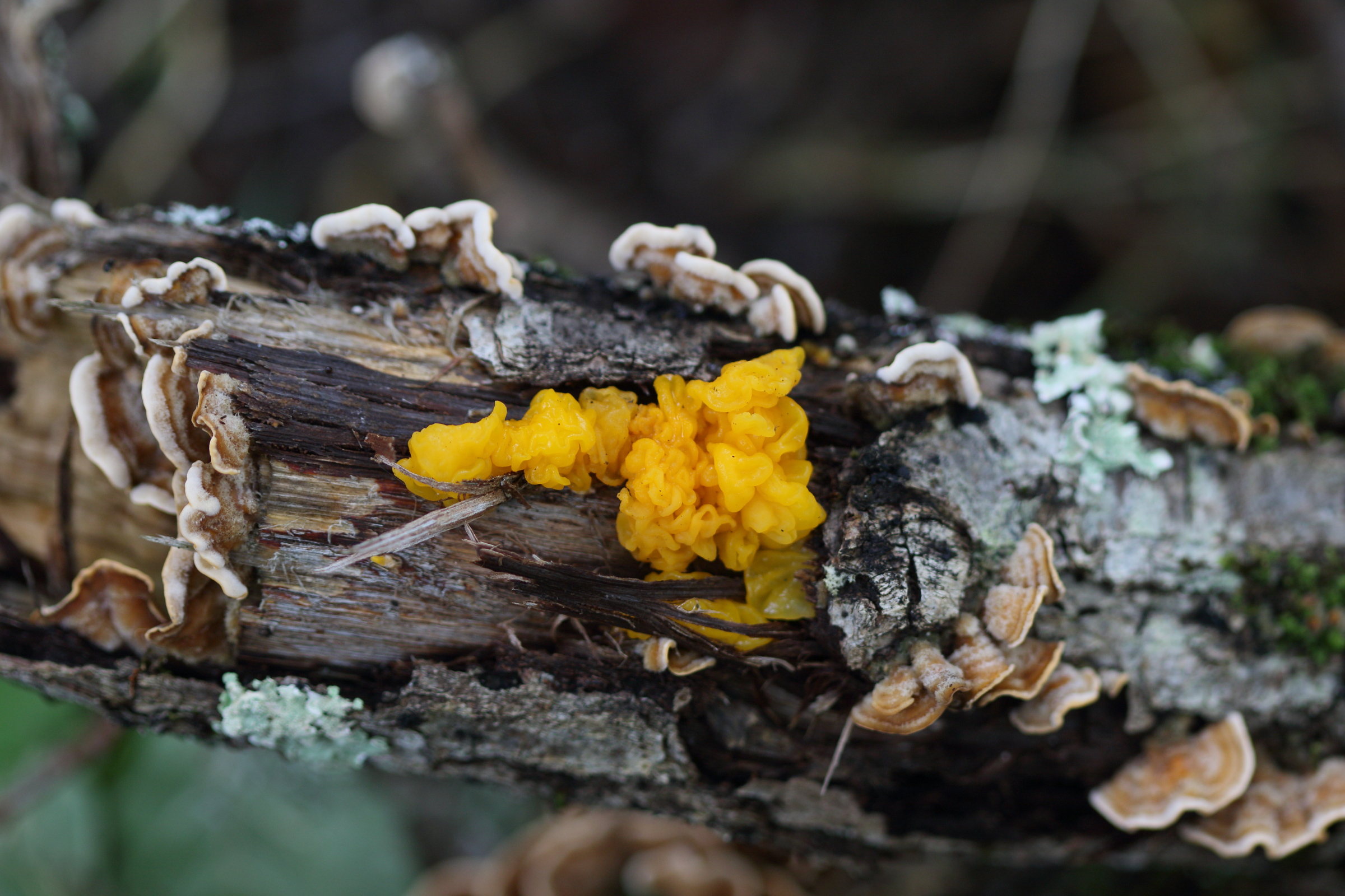 Afficher le média tremella_aurantia1md tremella_aurantia1md