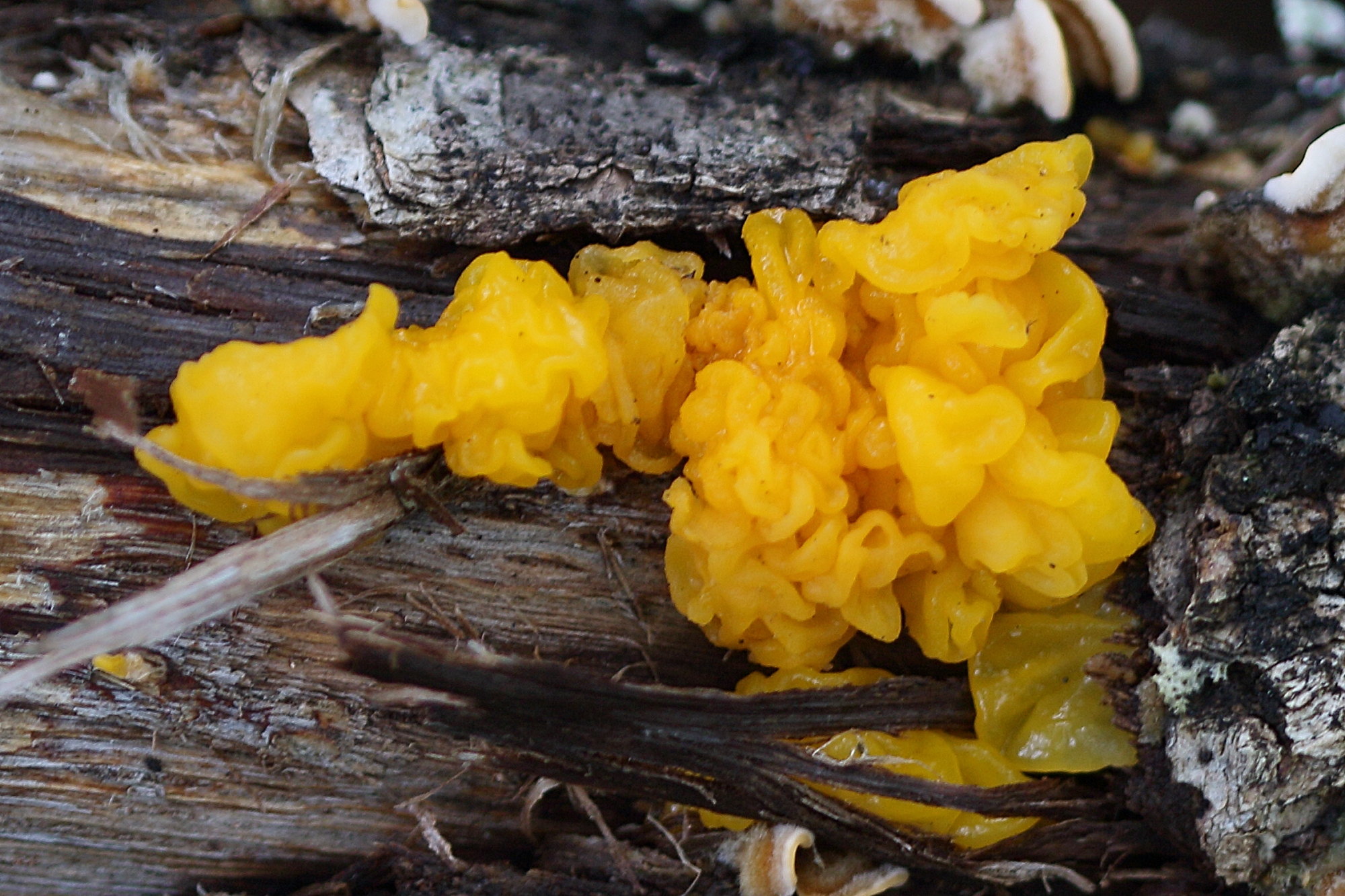 Afficher le média tremella_aurantia2md tremella_aurantia2md